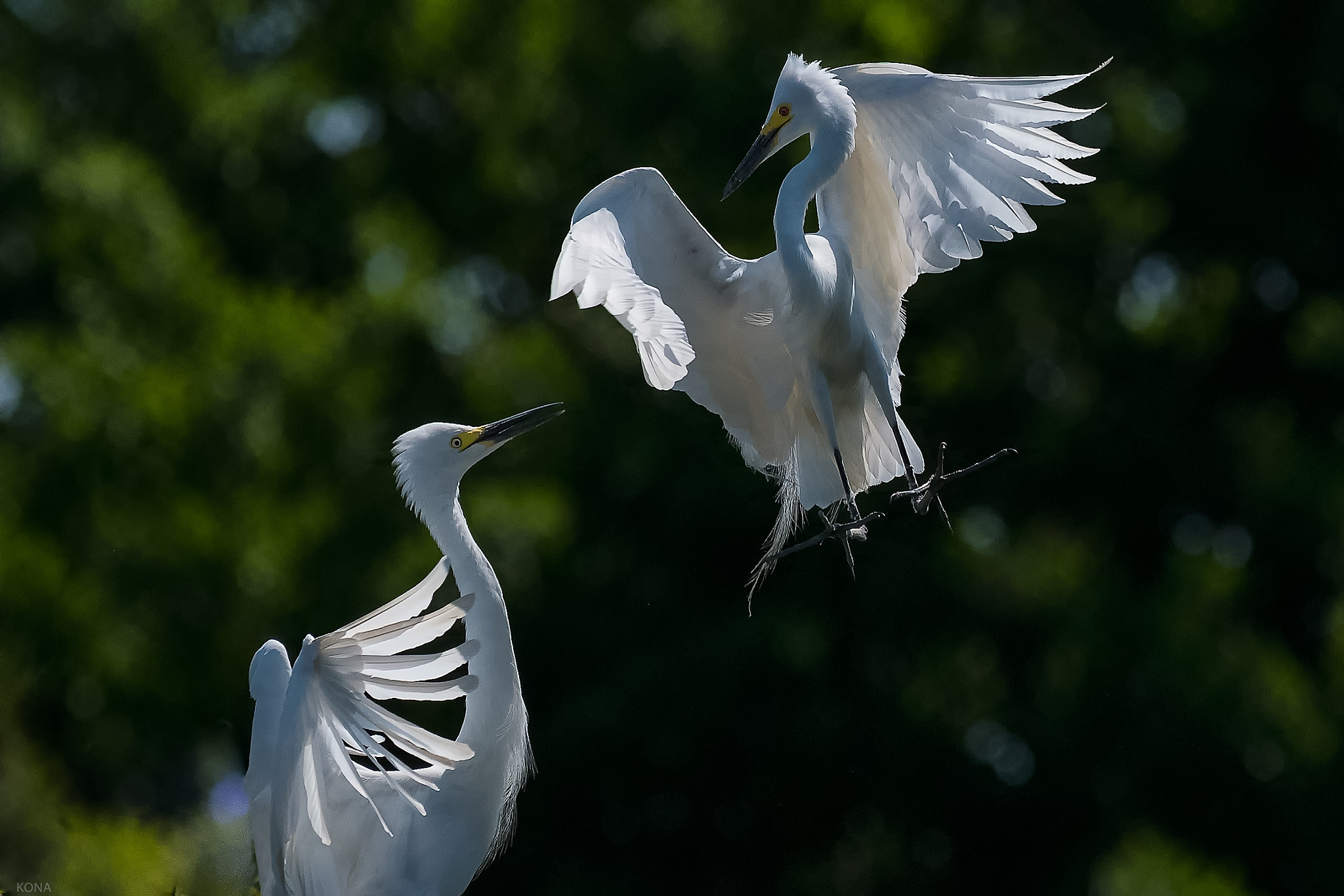 Nikon AF-S Nikkor 400mm F2.8G ED VR II sample photo. Untitled photography