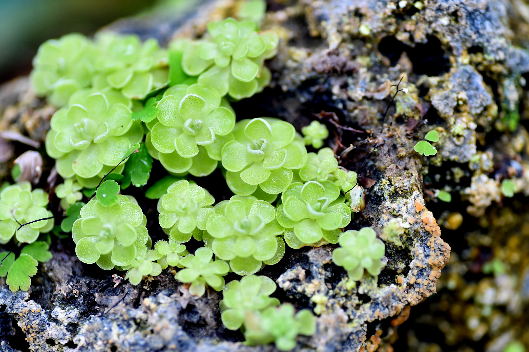 Nikon D4S sample photo. Esse liana butterwort photography