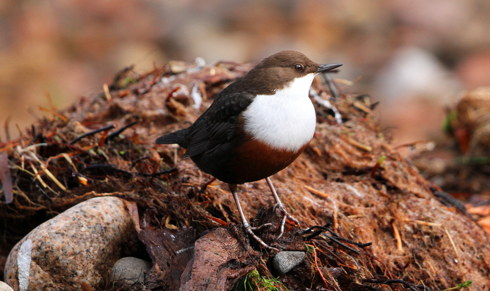 Canon EF 500mm F4L IS II USM sample photo. Dipper photography