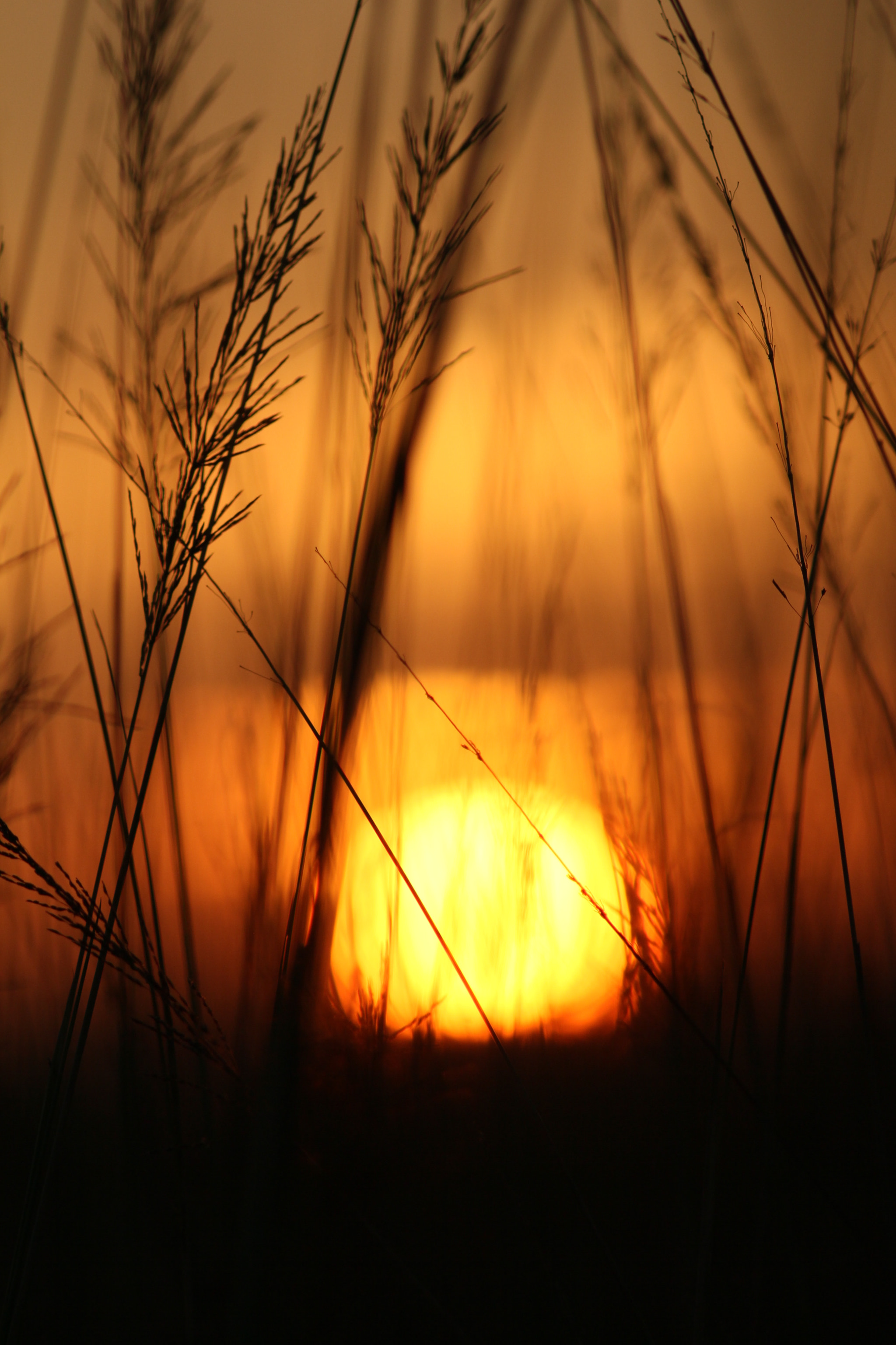 Canon EOS 60D + Canon EF 300mm F4L IS USM sample photo. Sunset at my favorite birding spot. kaliveli tank. photography