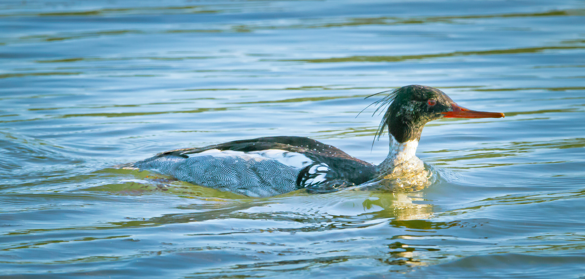 Tamron SP 150-600mm F5-6.3 Di VC USD sample photo. Mergus serrator photography