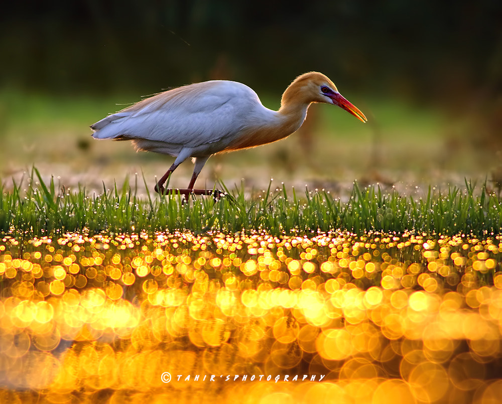 Canon EOS 7D Mark II + Canon EF 400mm F5.6L USM sample photo. Colors of nature photography