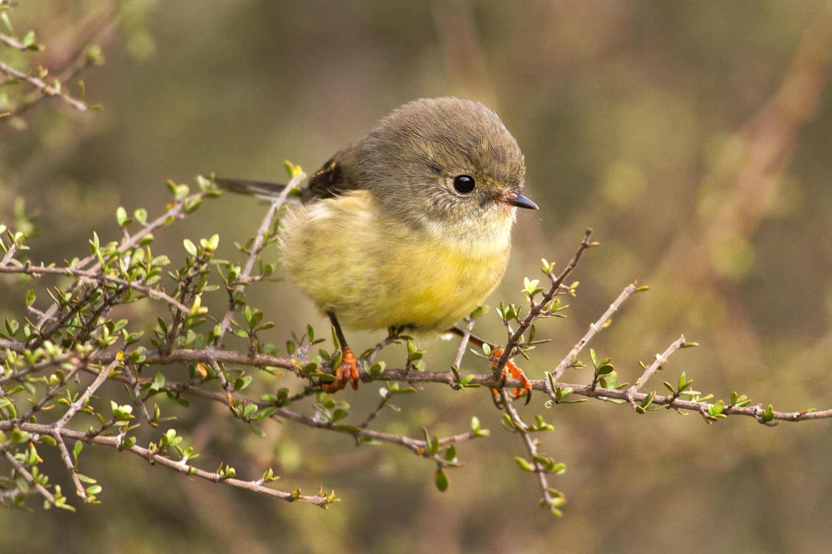 Canon EOS 7D + Canon EF 400mm F5.6L USM sample photo. Tomtit on twig photography