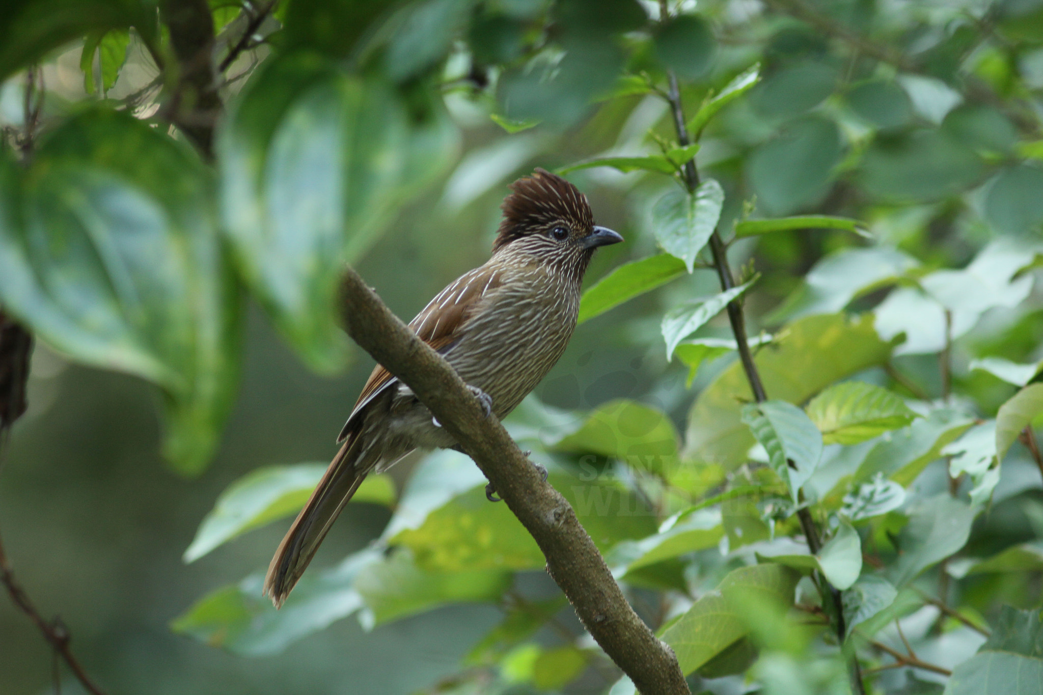 Canon EOS 60D + Canon EF 300mm F4L IS USM sample photo. Striated laughingthrush photography