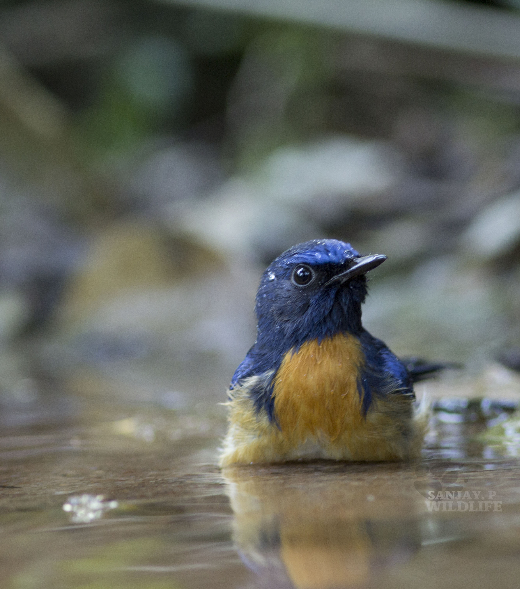Canon EOS 60D + Canon EF 300mm F4L IS USM sample photo. Blue-throated blue flycatcher photography