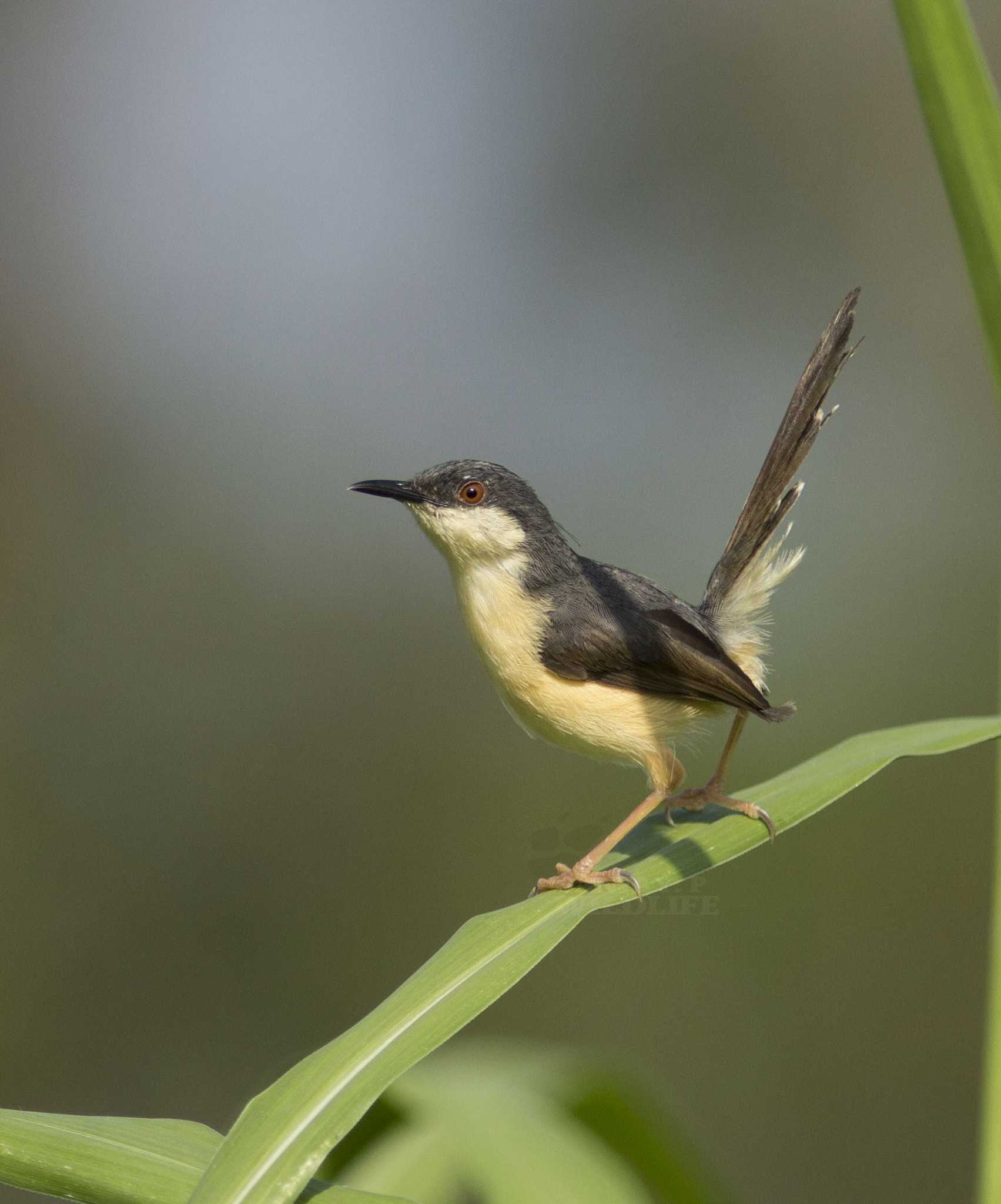 Canon EOS 60D + Canon EF 300mm F4L IS USM sample photo. Ashy prinia photography