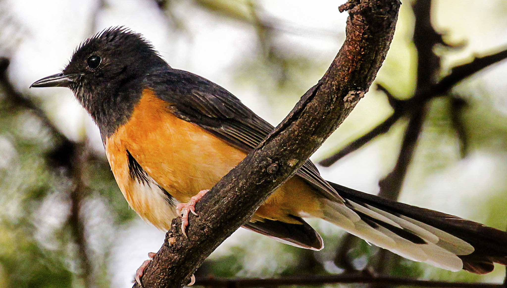 Canon EF 70-300mm F4-5.6L IS USM sample photo. White rumped shama photography
