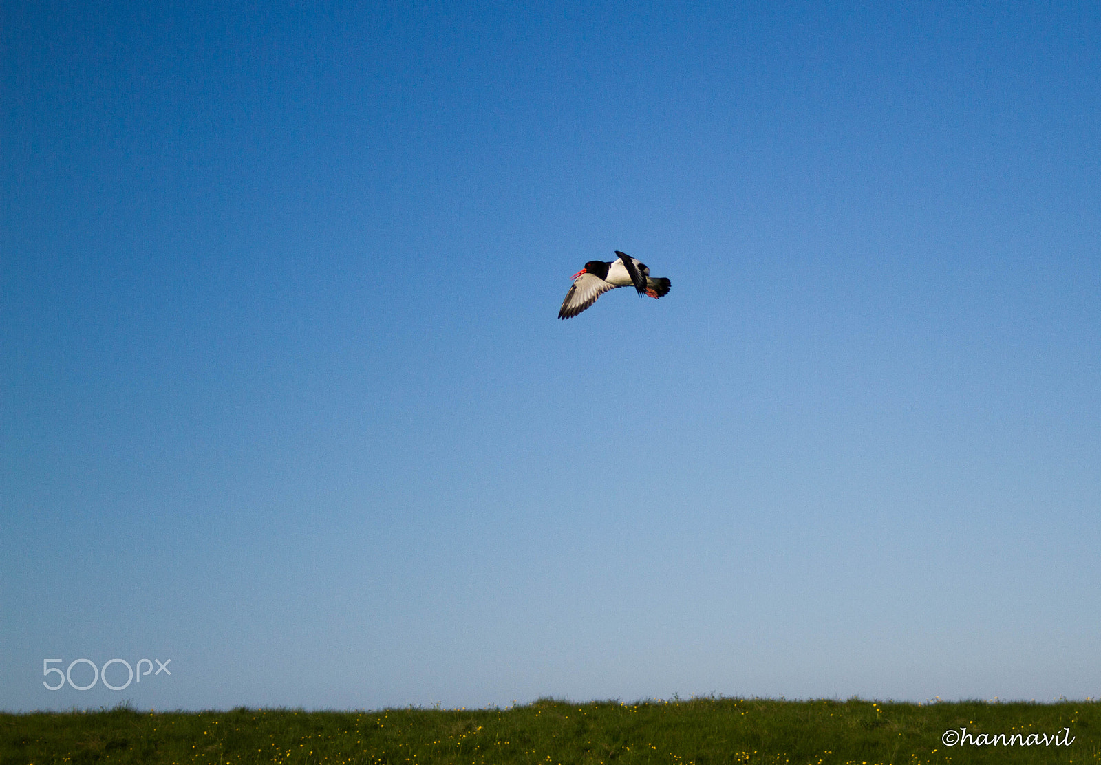 Canon EF-S 18-55mm F3.5-5.6 sample photo. Free as a bird photography