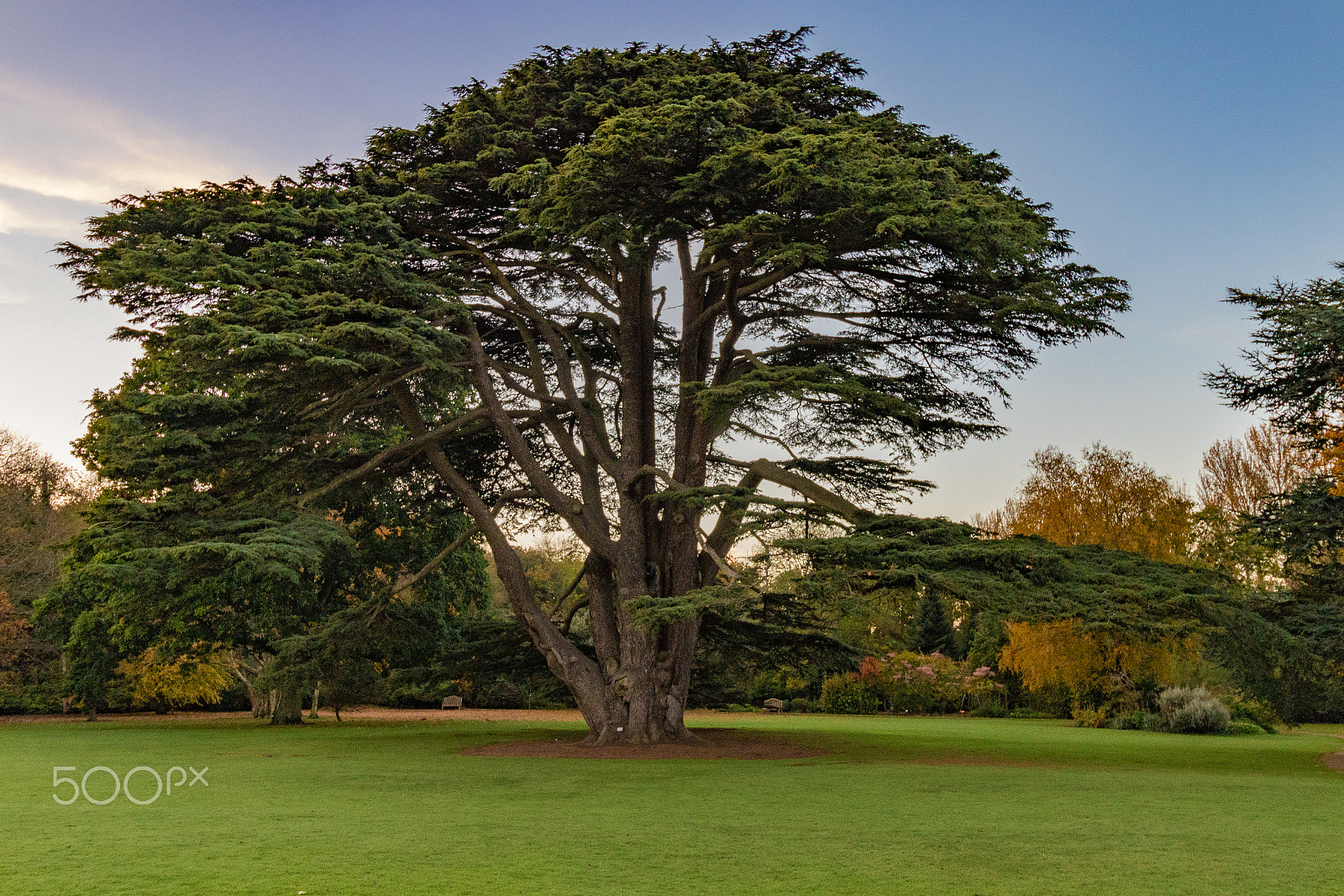 Canon EOS 7D Mark II + Canon EF-S 10-18mm F4.5–5.6 IS STM sample photo. Tree at malahide castle photography