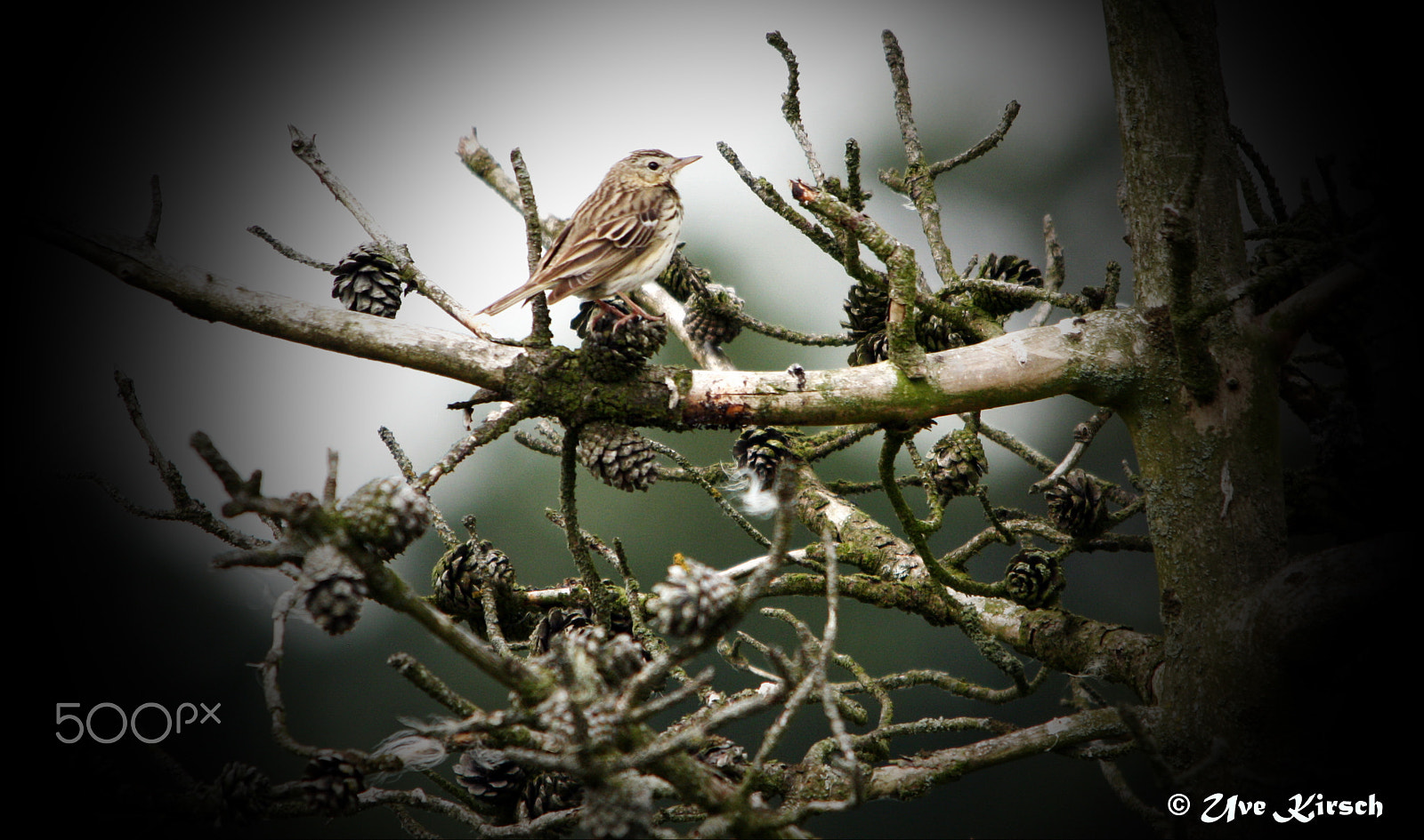 Sigma 150-500mm F5-6.3 DG OS HSM sample photo. Tree pipit photography