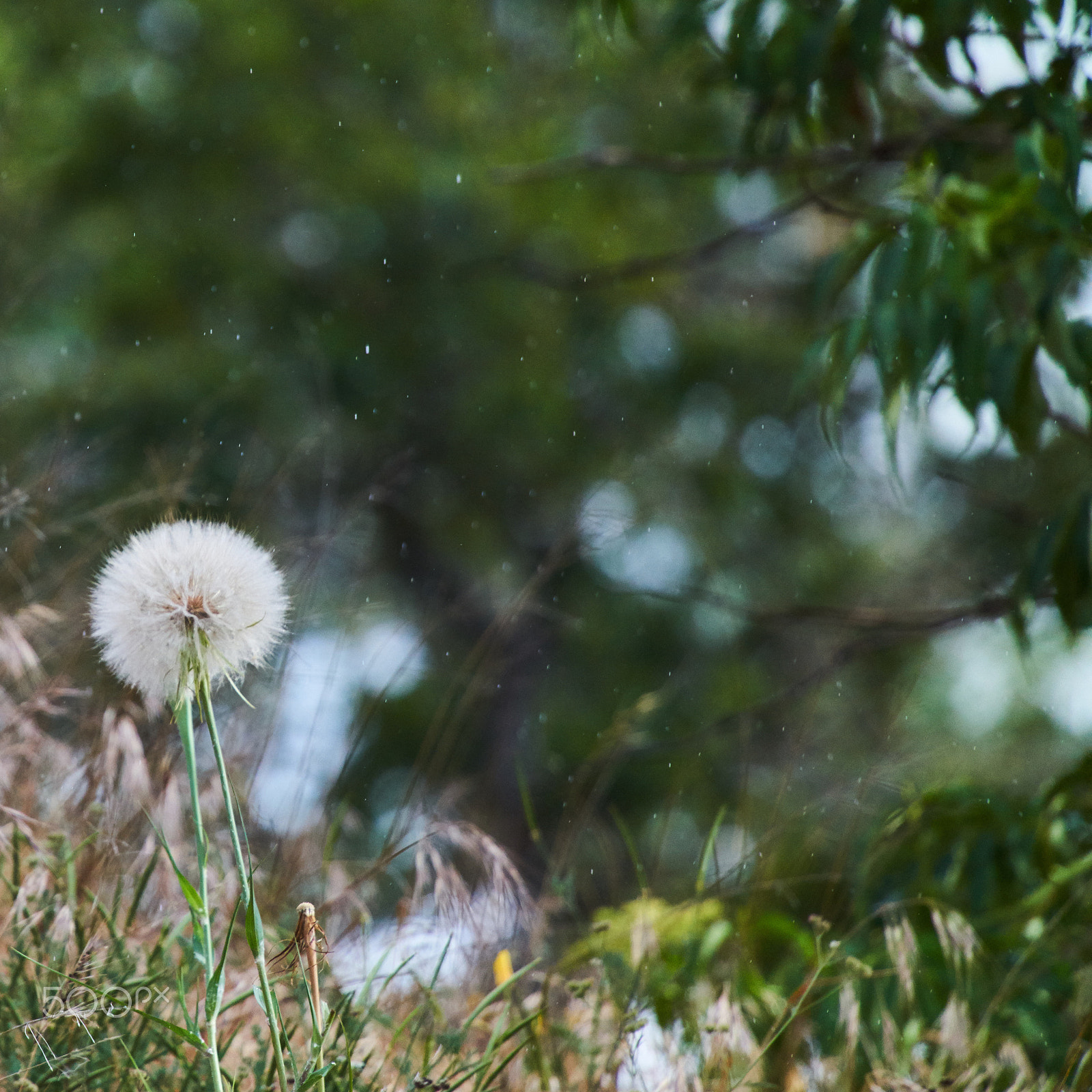 Sony DT 50mm F1.8 SAM sample photo. Raindropsanddreams photography