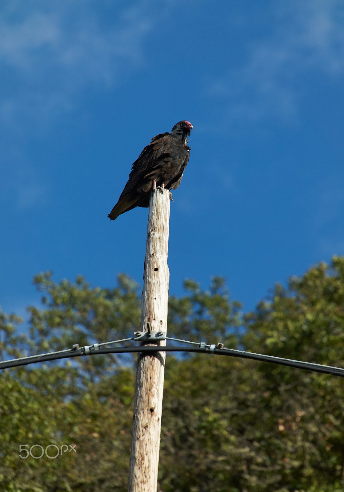 Sony DT 50mm F1.8 SAM sample photo. Chickenhawk photography