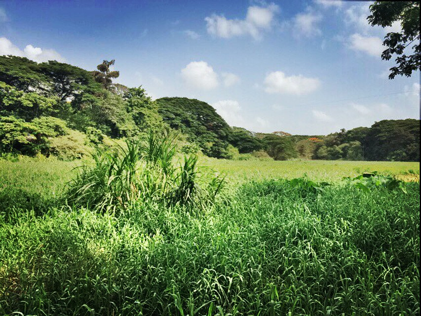 Apple iPhone6,2 sample photo. #iphonography #iphonesia #naturephotography #field #sky #clouds  #nature #naturelovers #mumbai photography