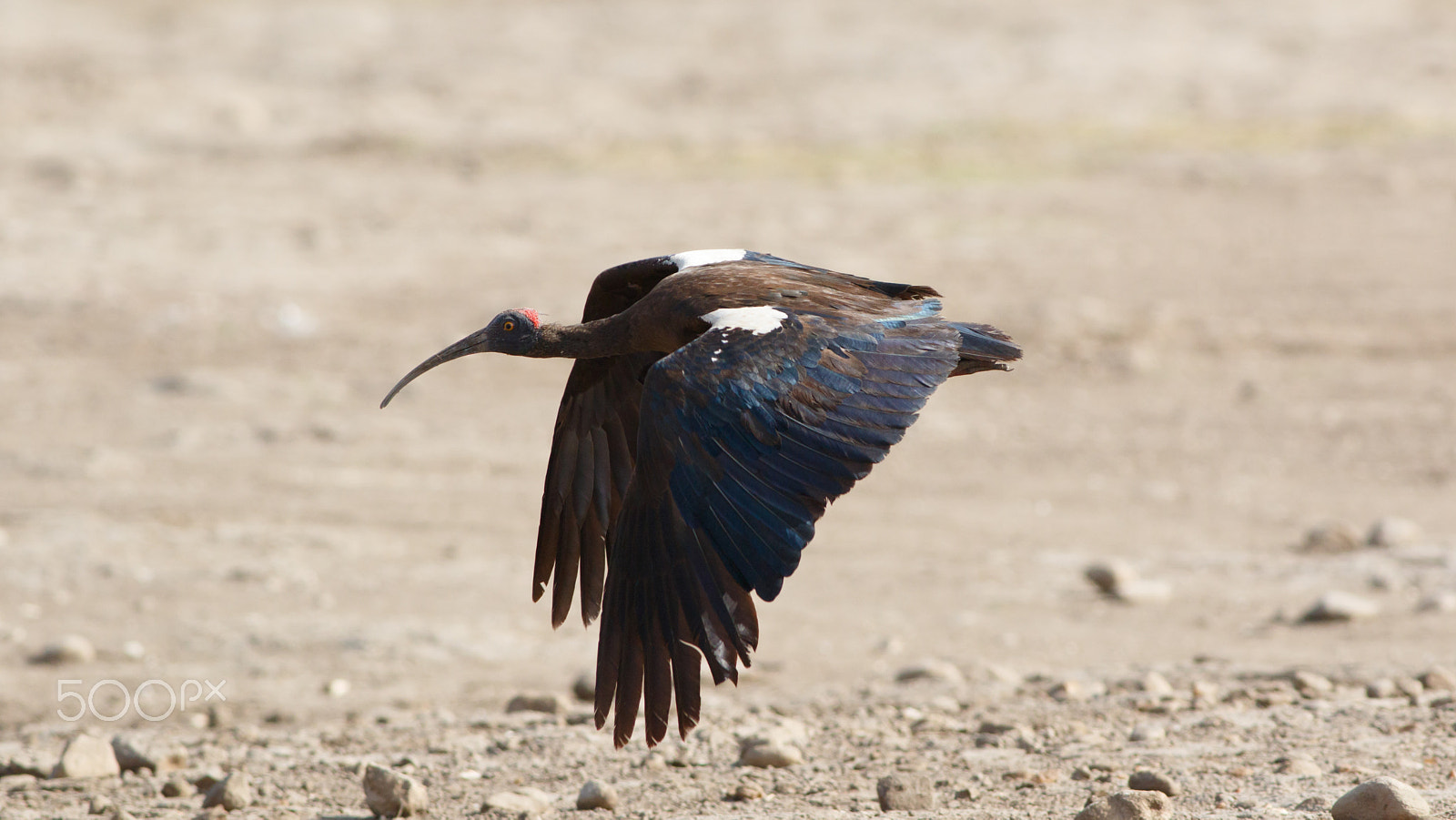 Canon EOS 7D Mark II + Canon EF 400mm F5.6L USM sample photo. Red naped ibis photography