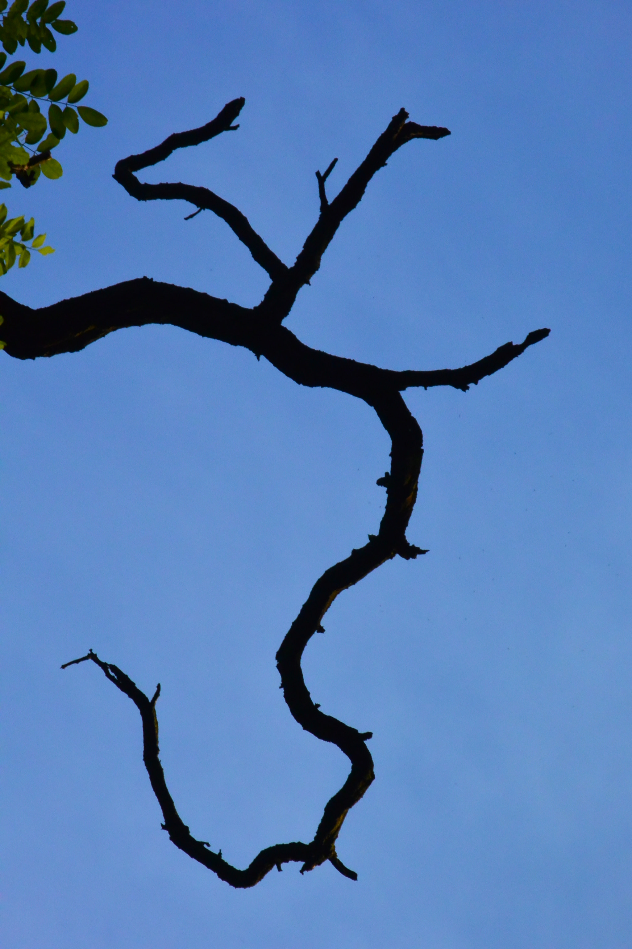 Nikon 1 J3 sample photo. Twig photography