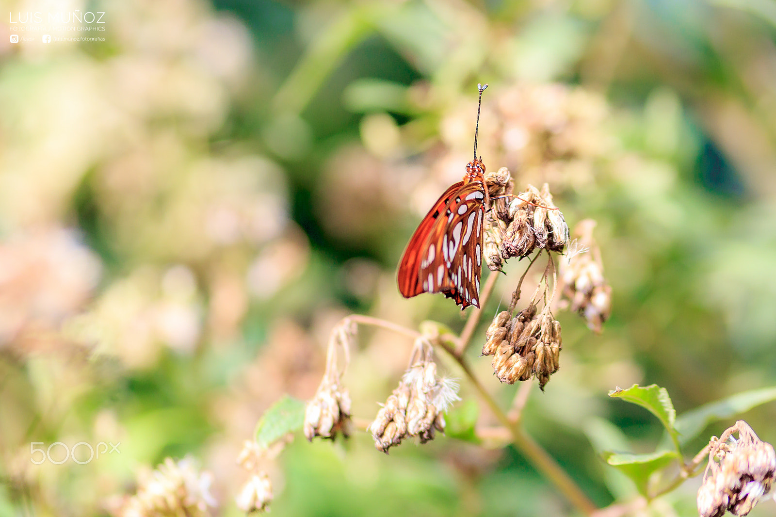 Canon EOS 550D (EOS Rebel T2i / EOS Kiss X4) + Canon EF 100mm F2.0 USM sample photo. Mariposa real, jardín botánico photography