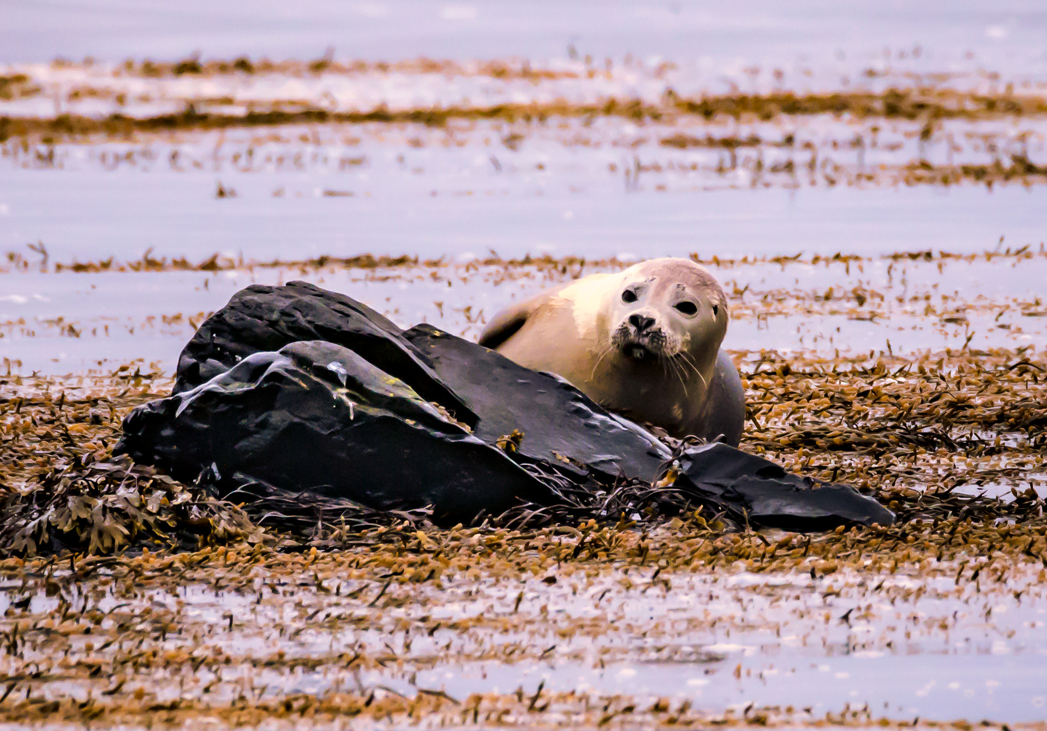 Tamron SP 150-600mm F5-6.3 Di VC USD sample photo. Halichoerus grypus photography