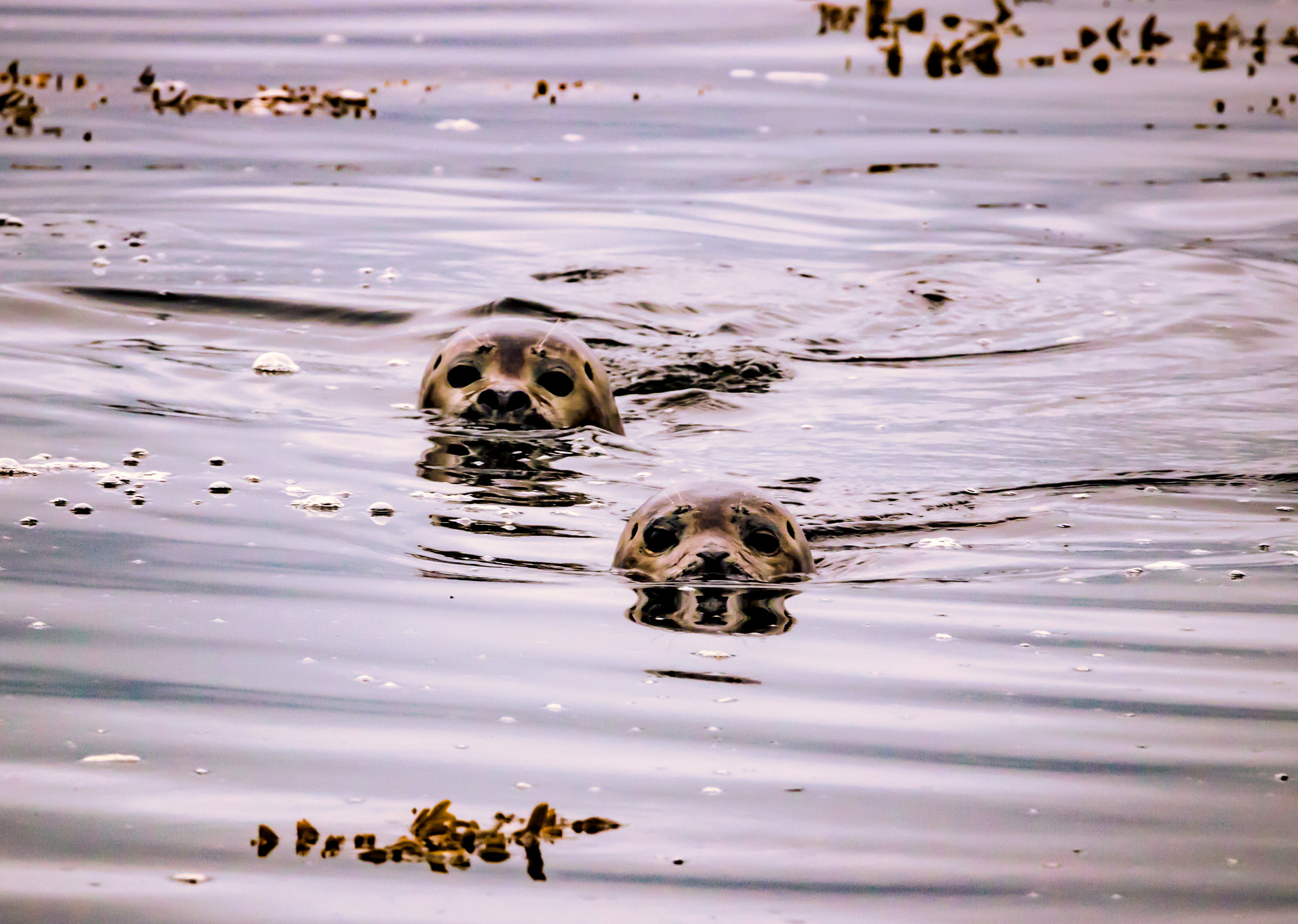 Tamron SP 150-600mm F5-6.3 Di VC USD sample photo. Halichoerus grypus photography