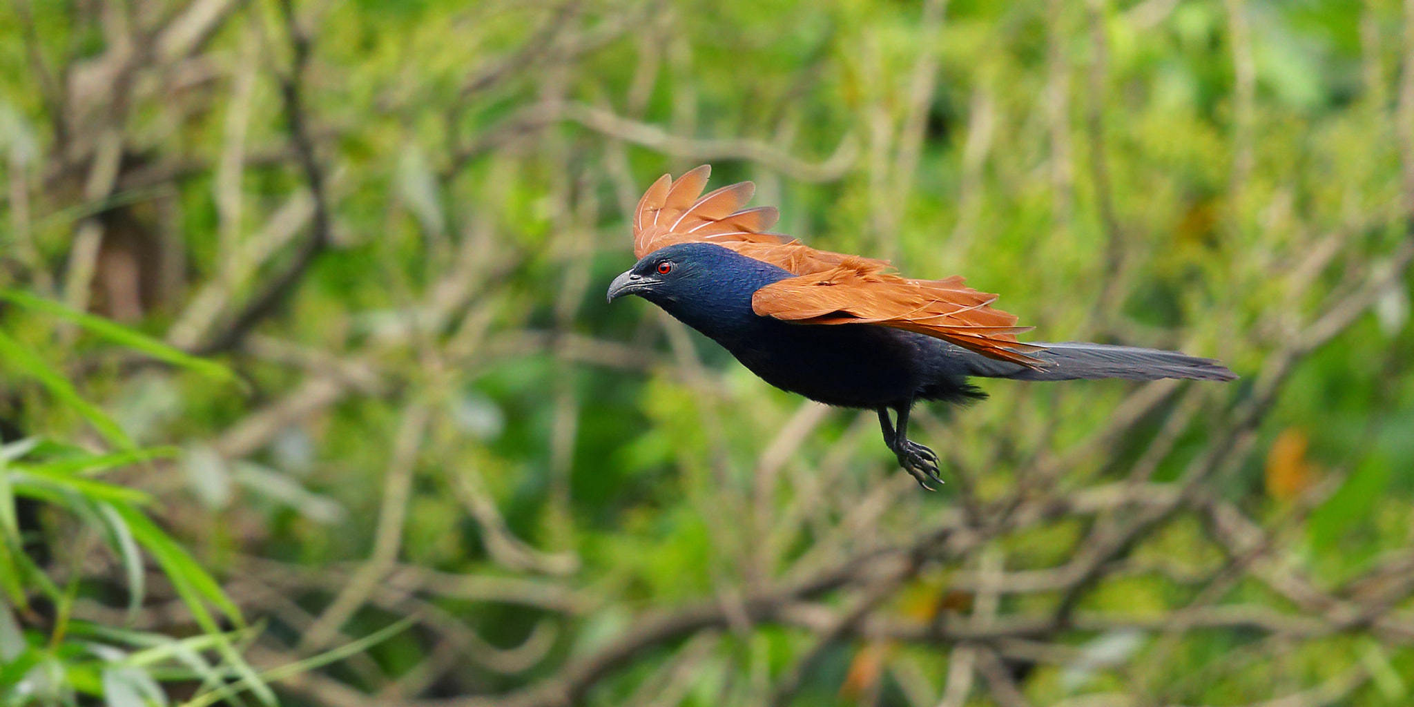 Canon EF 300mm F2.8L IS II USM sample photo. Fly photography
