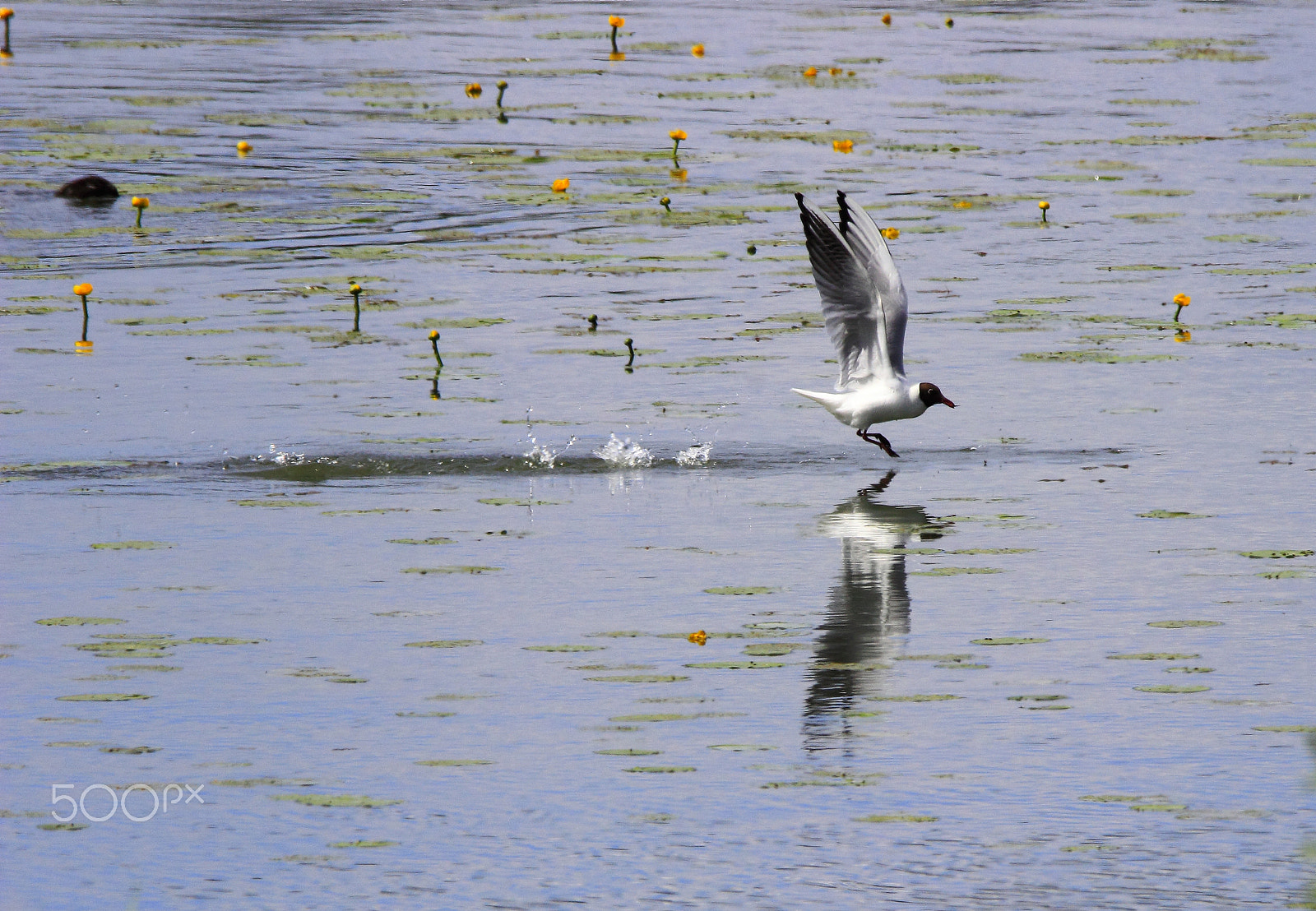 Sigma 150-600mm F5-6.3 DG OS HSM | C sample photo. Seagull photography