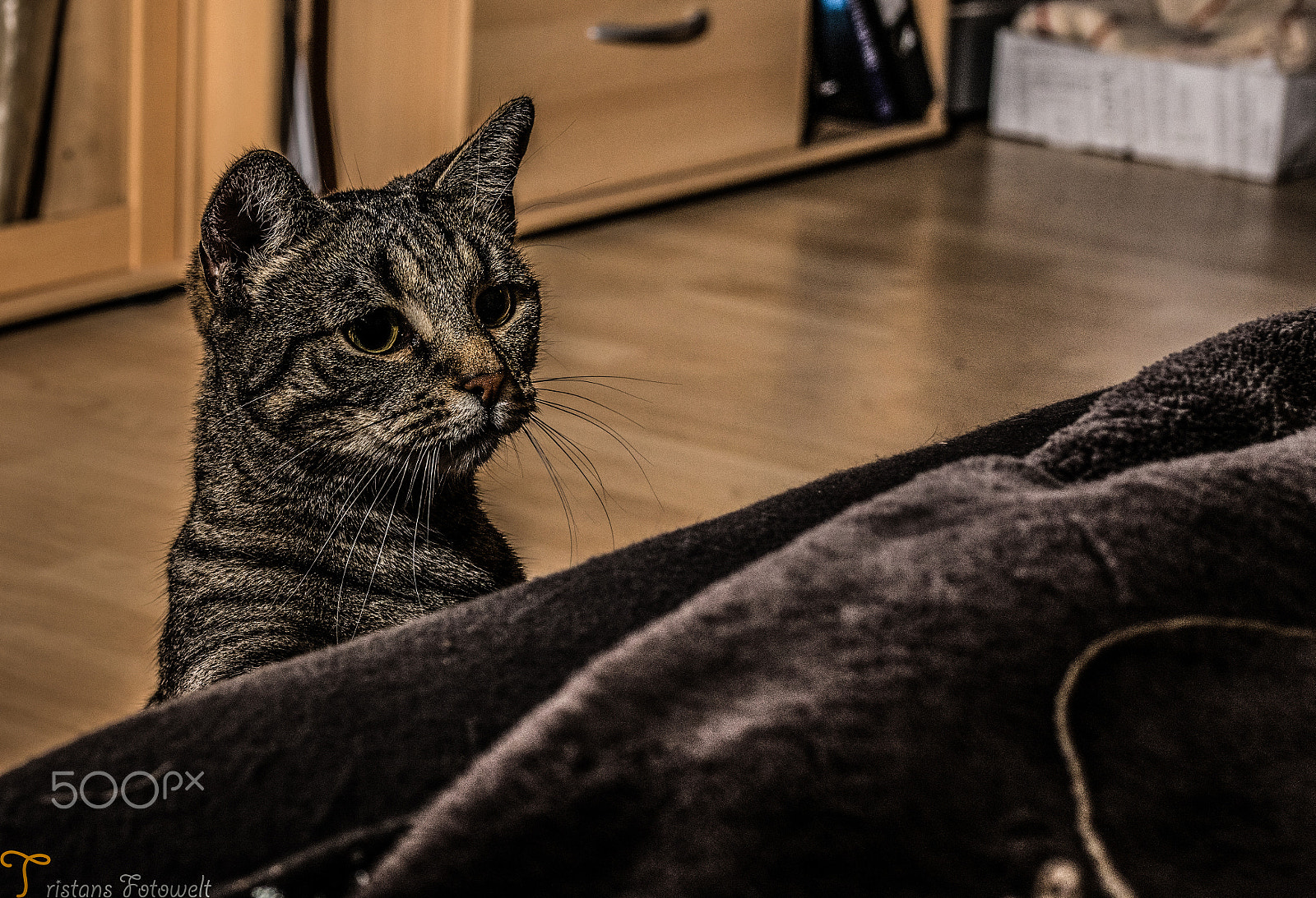 Pentax smc DA 18-55mm F3.5-5.6 ED AL II (IF) sample photo. "play with me!" photography