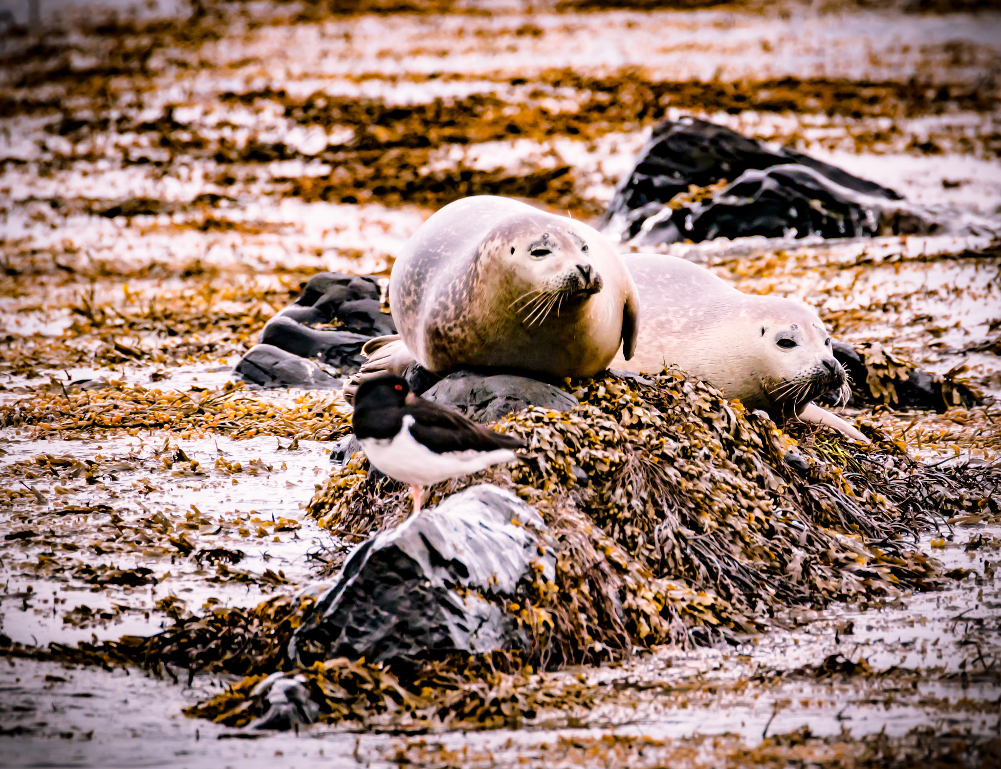 Tamron SP 150-600mm F5-6.3 Di VC USD sample photo. Dozing off photography