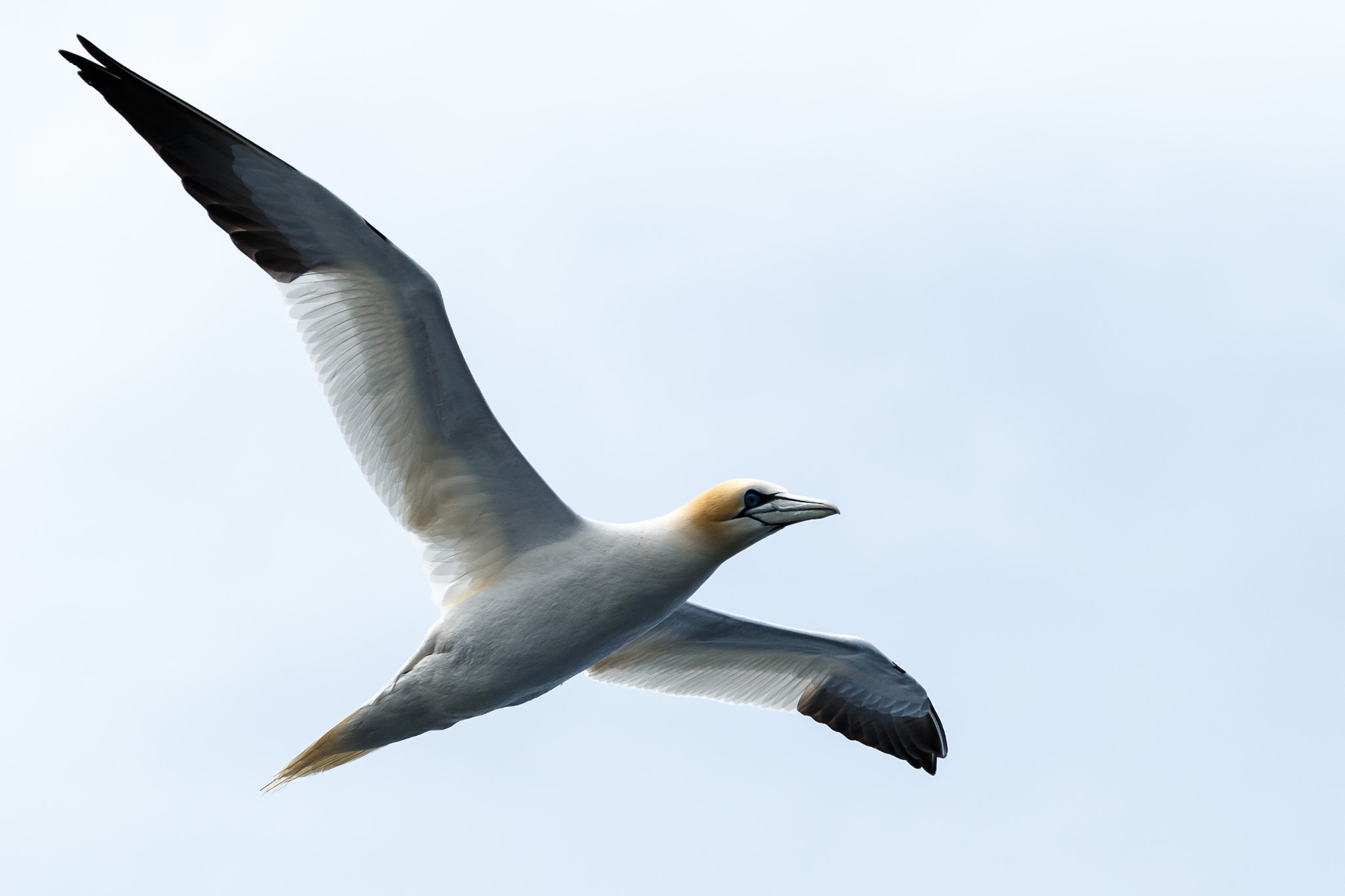Canon EOS-1D X sample photo. Northern gannet photography