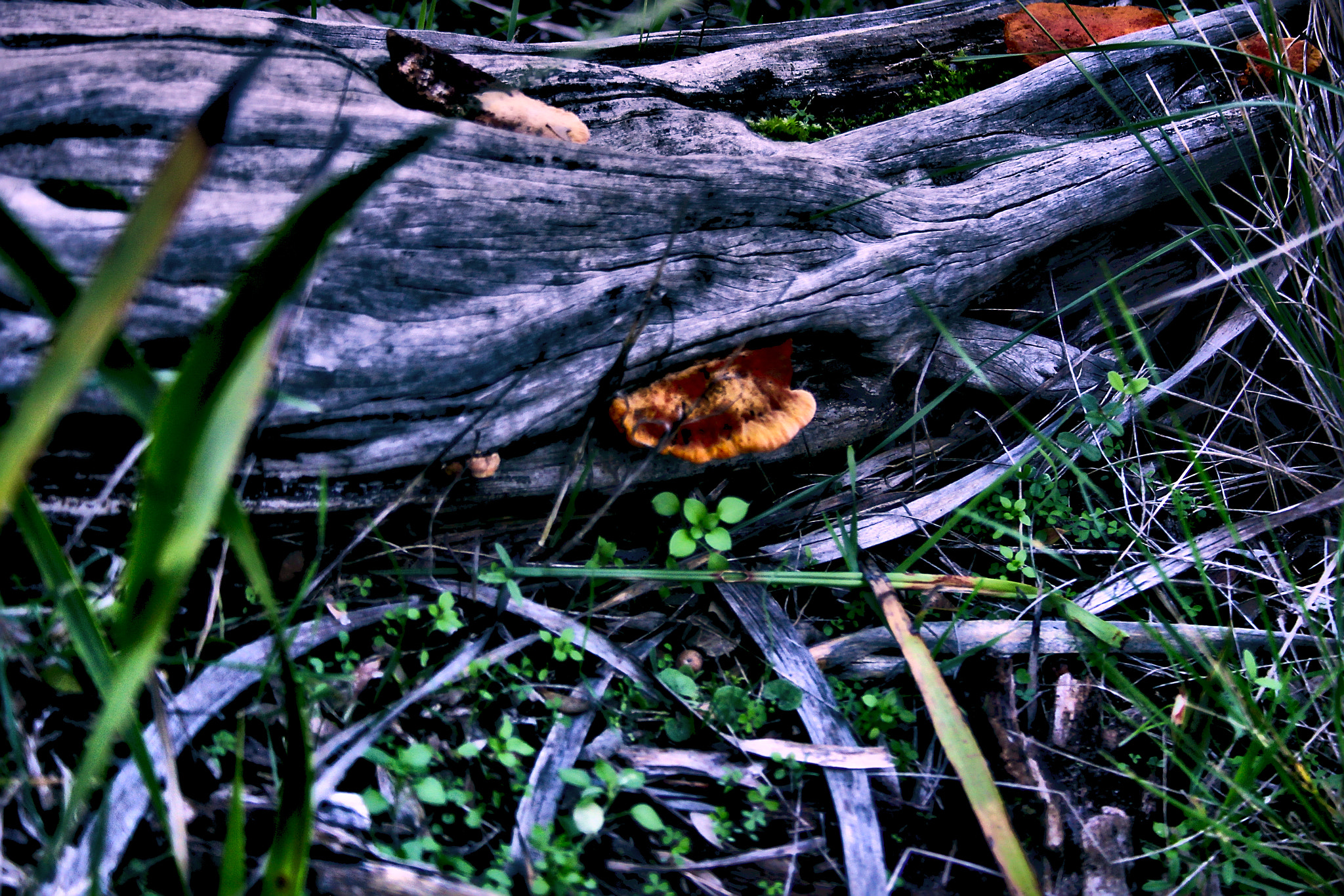 Canon EF-S 18-55mm F3.5-5.6 sample photo. Red fungi photography