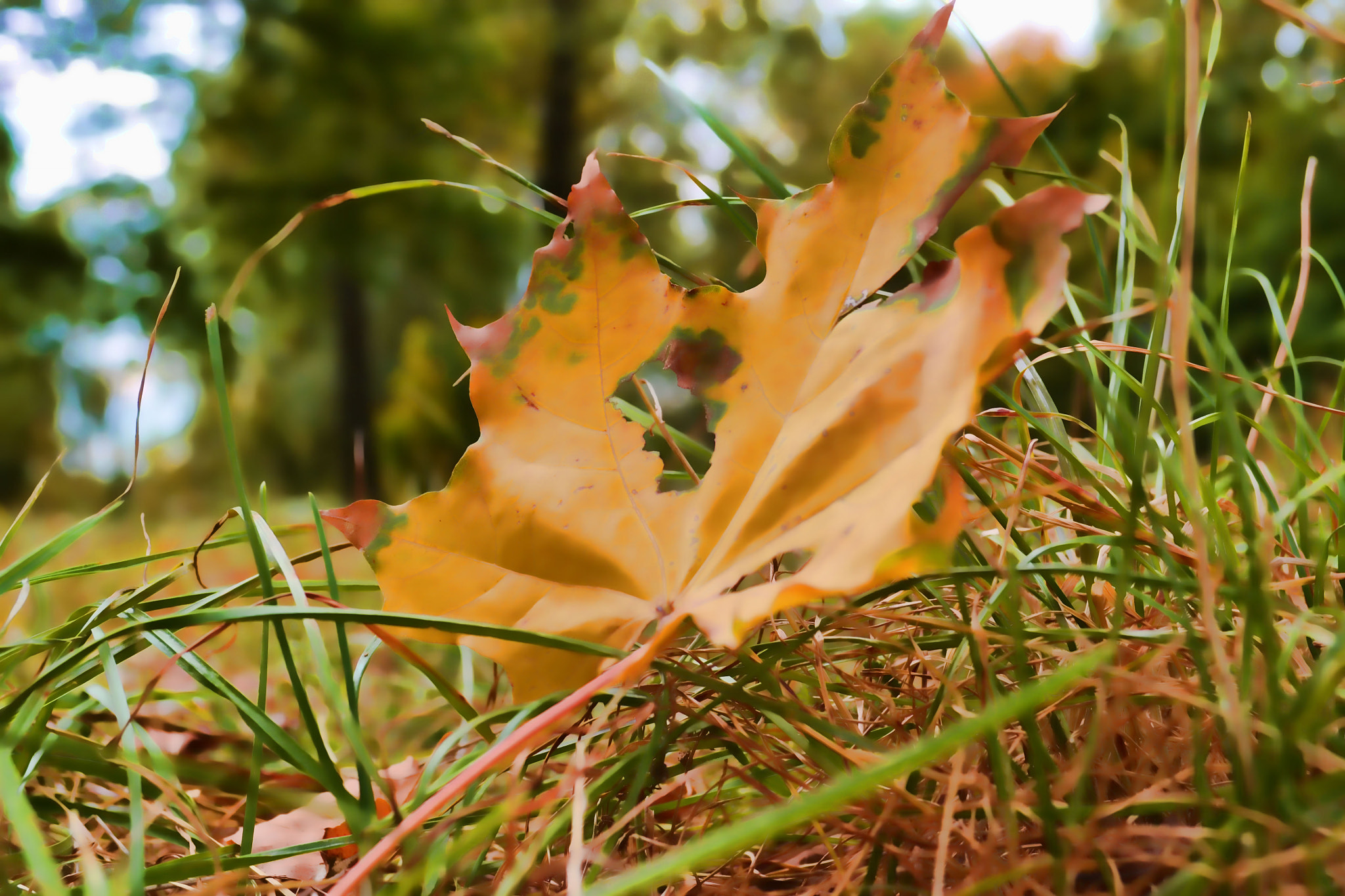 Nikon D3100 sample photo. Edit photography