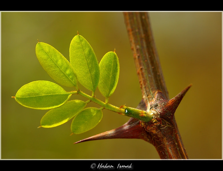 Pentax K10D sample photo. Diken photography