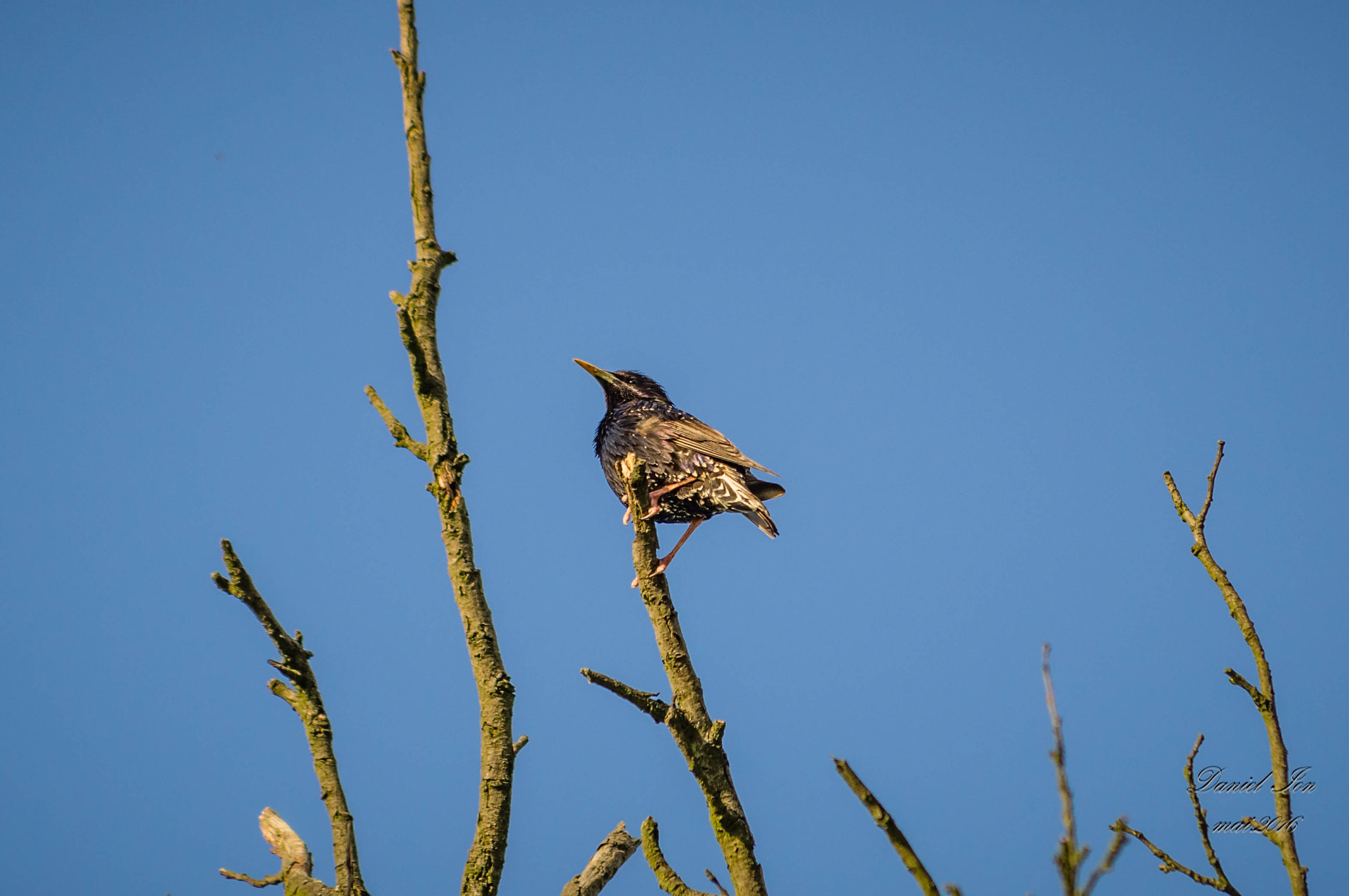 smc PENTAX-FA 70-200mm F4-5.6 sample photo. Sturnus vulgaris photography