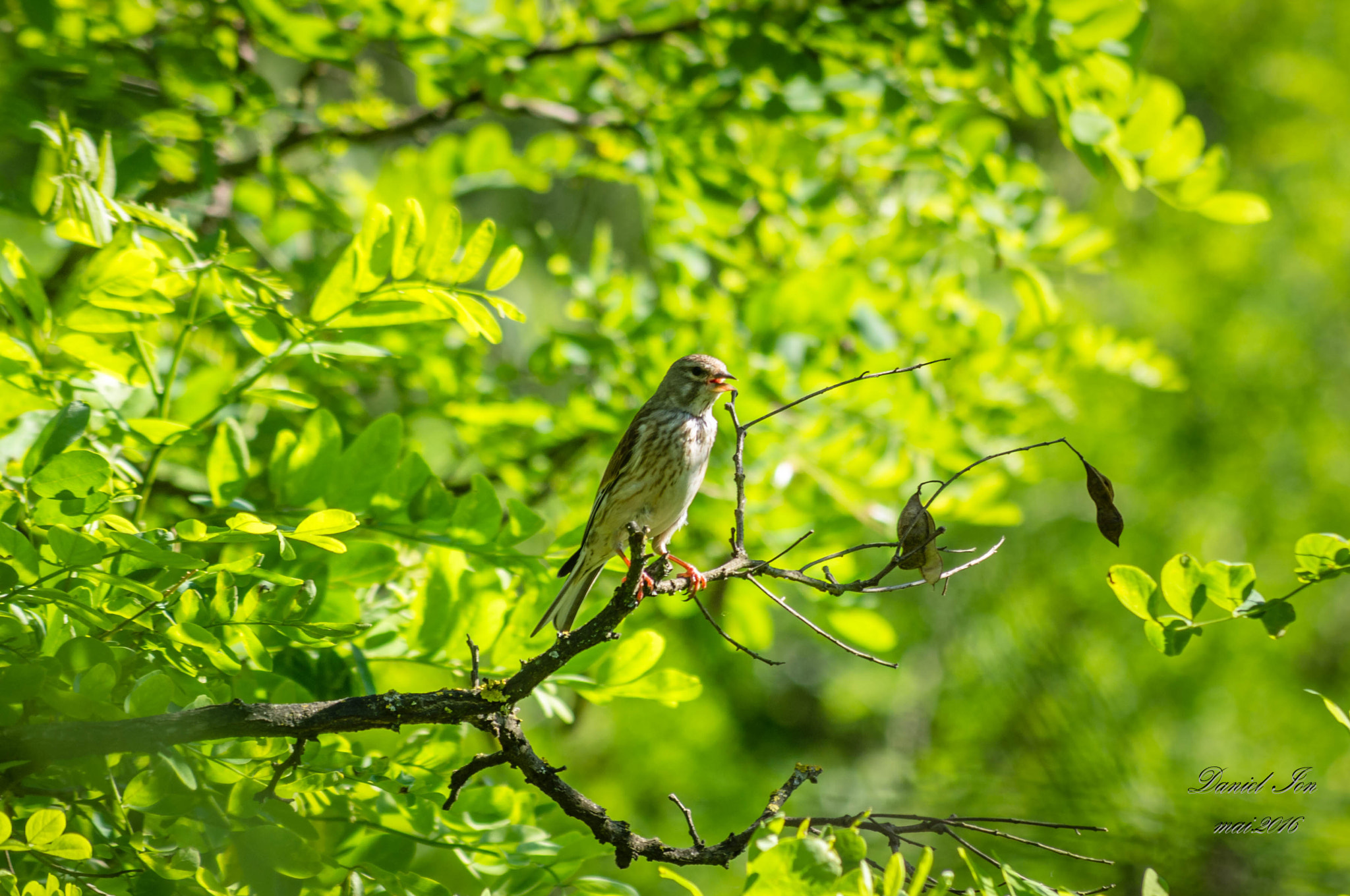 Pentax K-x + smc PENTAX-FA 70-200mm F4-5.6 sample photo. Carduelis cannabina photography