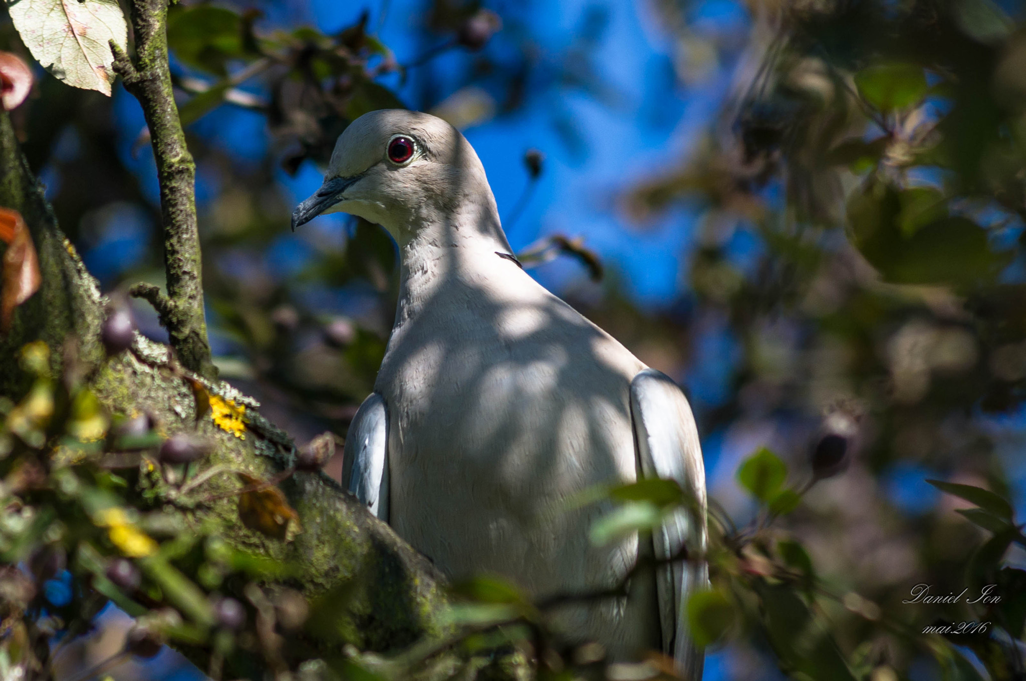 smc PENTAX-FA 70-200mm F4-5.6 sample photo. Streptopelia decaocto photography