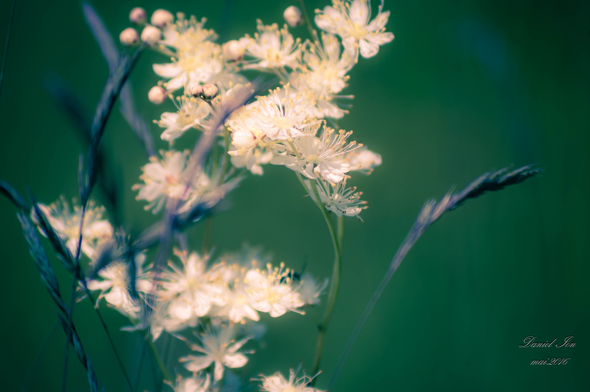 smc PENTAX-FA 80-320mm F4.5-5.6 sample photo. Flower photography