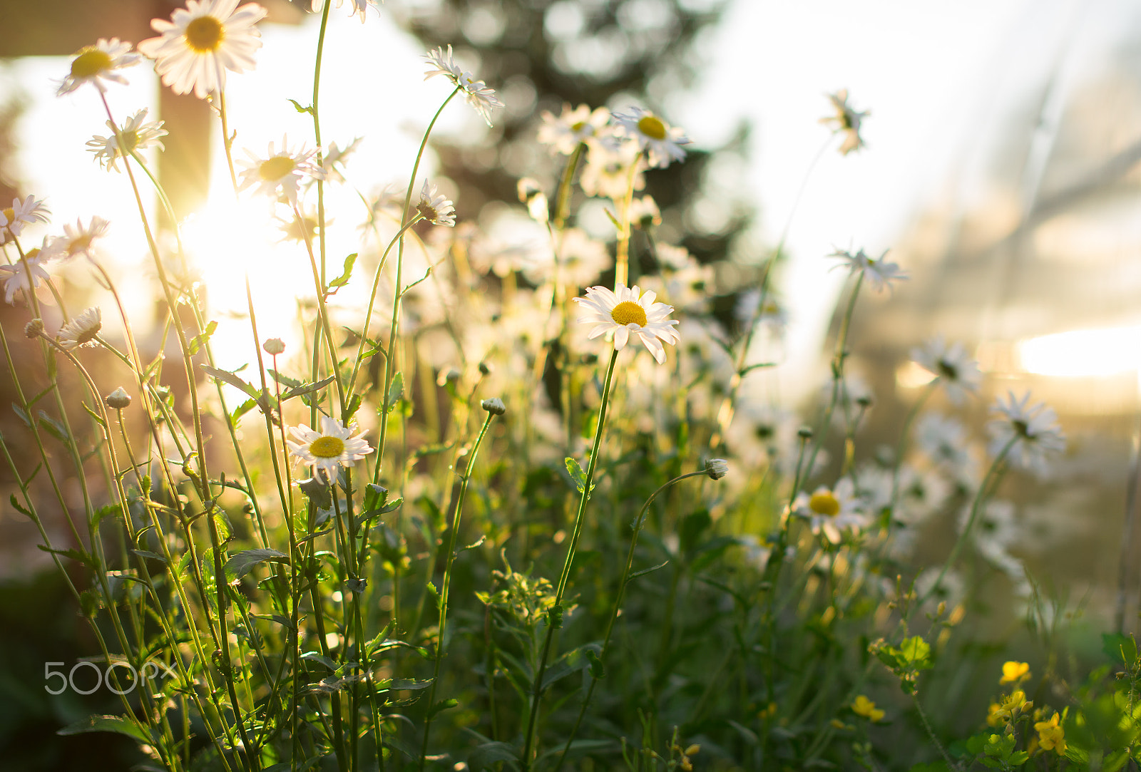 Nikon D610 + Sigma 50mm F1.4 EX DG HSM sample photo. Radiance of simplicity photography