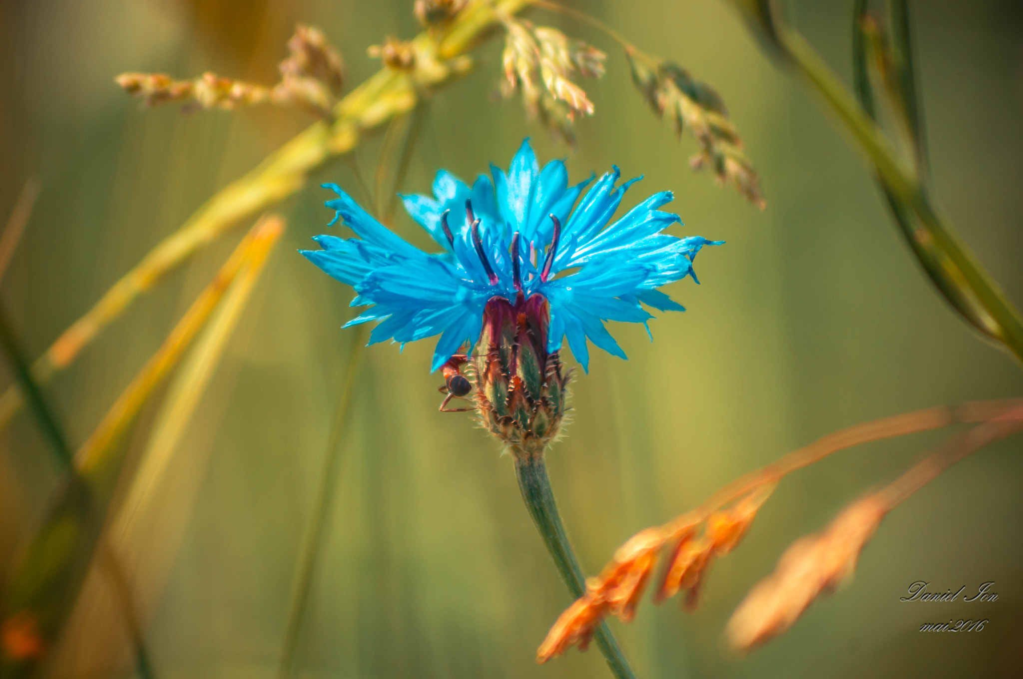 smc PENTAX-FA 80-320mm F4.5-5.6 sample photo. Flower photography