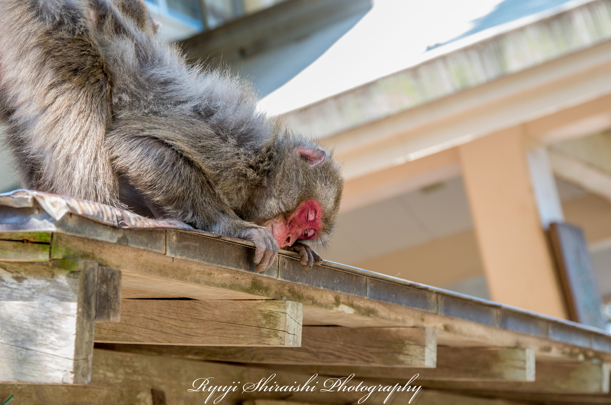 Sigma 17-70mm F2.8-4 DC Macro HSM | C sample photo. What's that? photography