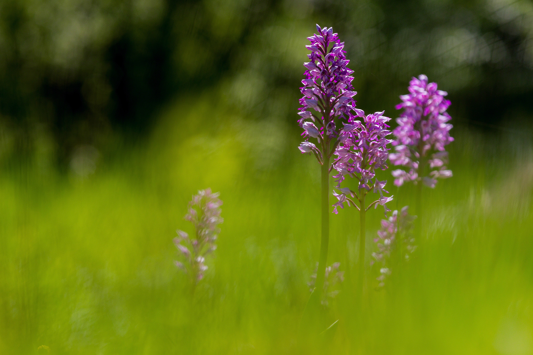 Tamron SP AF 180mm F3.5 Di LD (IF) Macro sample photo. Orchis militaris photography
