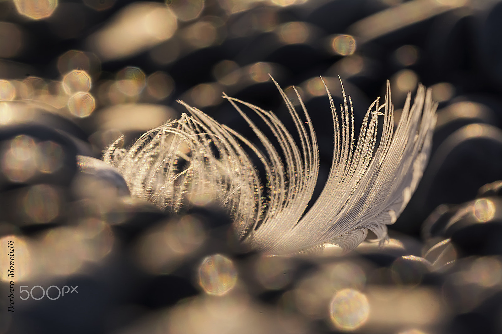 Sigma 150mm F2.8 EX DG OS Macro HSM sample photo. Adagiata photography