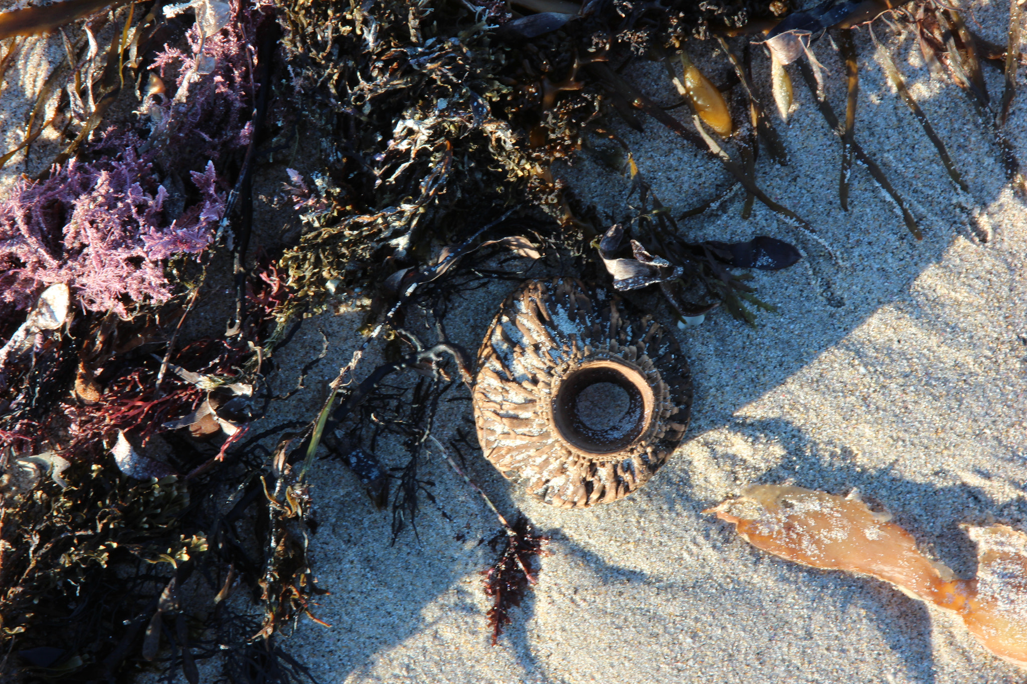 Canon EOS 600D (Rebel EOS T3i / EOS Kiss X5) sample photo. Flotsam on the beach photography