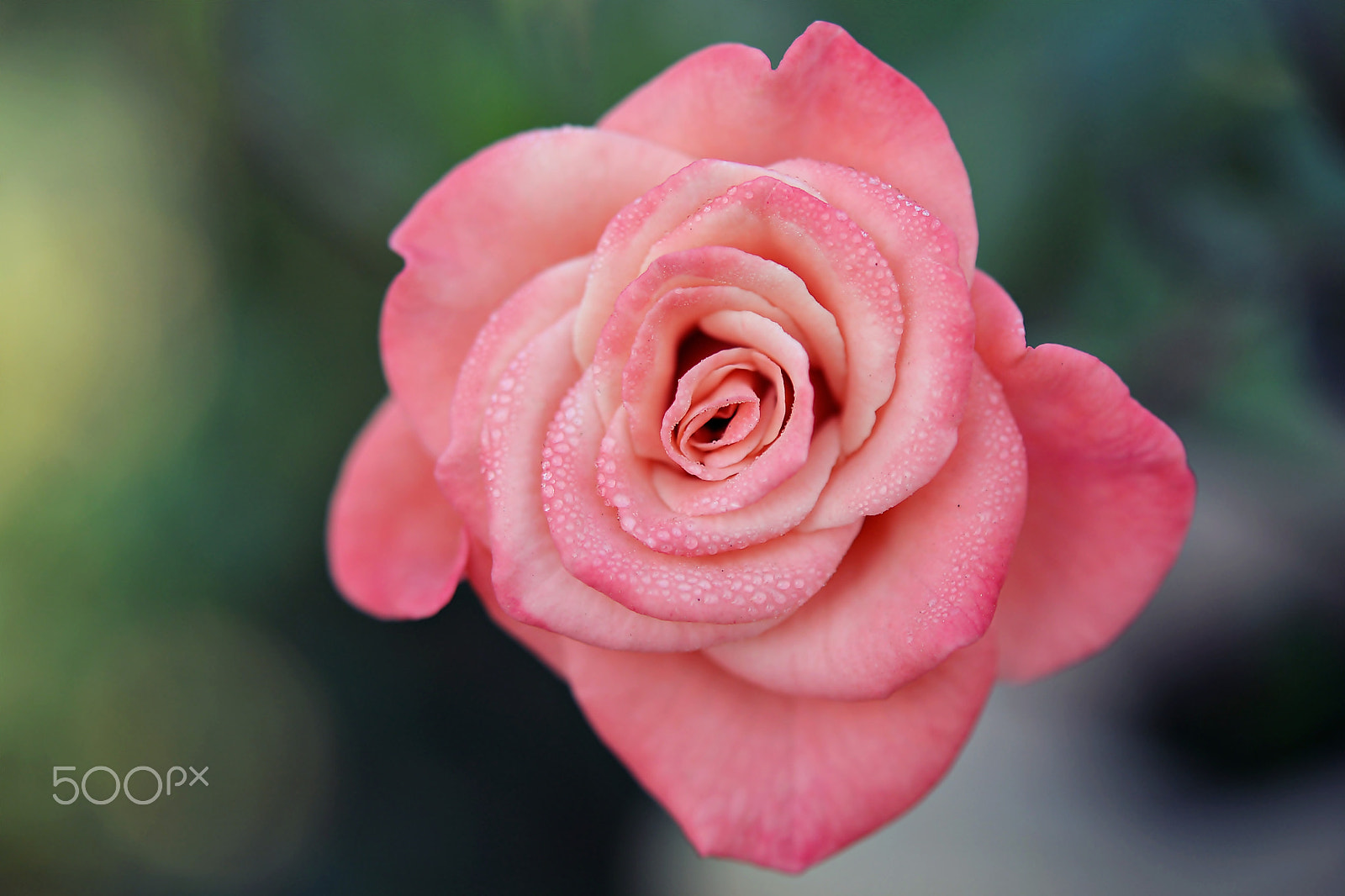 Nikon AF-S Micro-Nikkor 60mm F2.8G ED sample photo. Simplicity..... photography