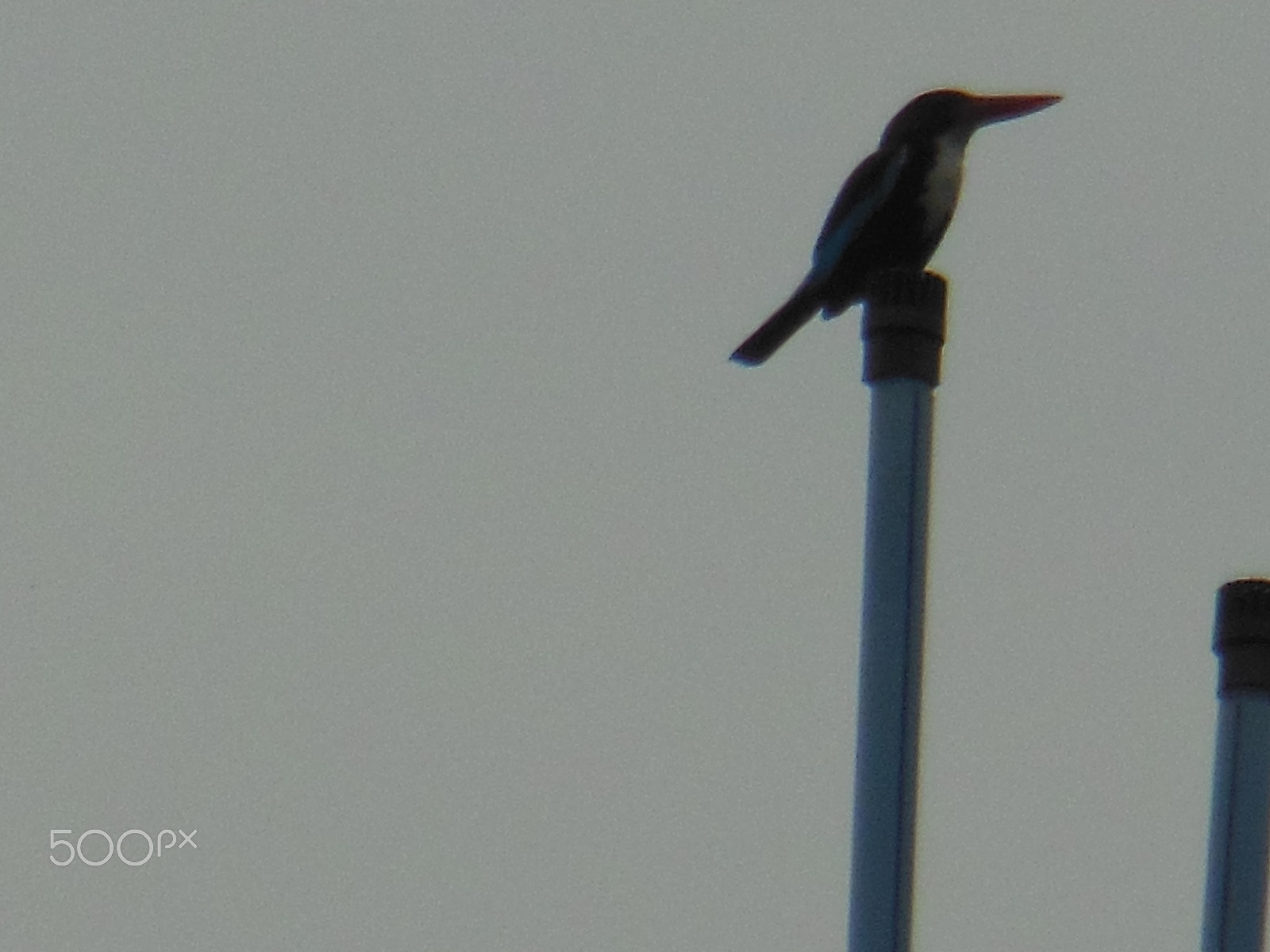 Nikon COOLPIX S9200 sample photo. Kingfisher photography