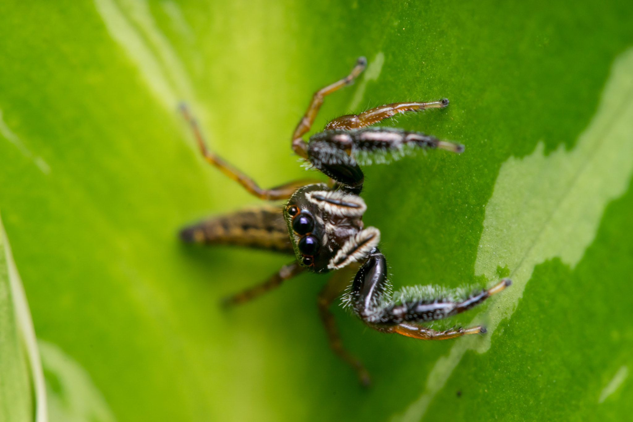 Sony a7 + Minolta AF 28-85mm F3.5-4.5 New sample photo. Jumping spider (admestina wheeleri), photography