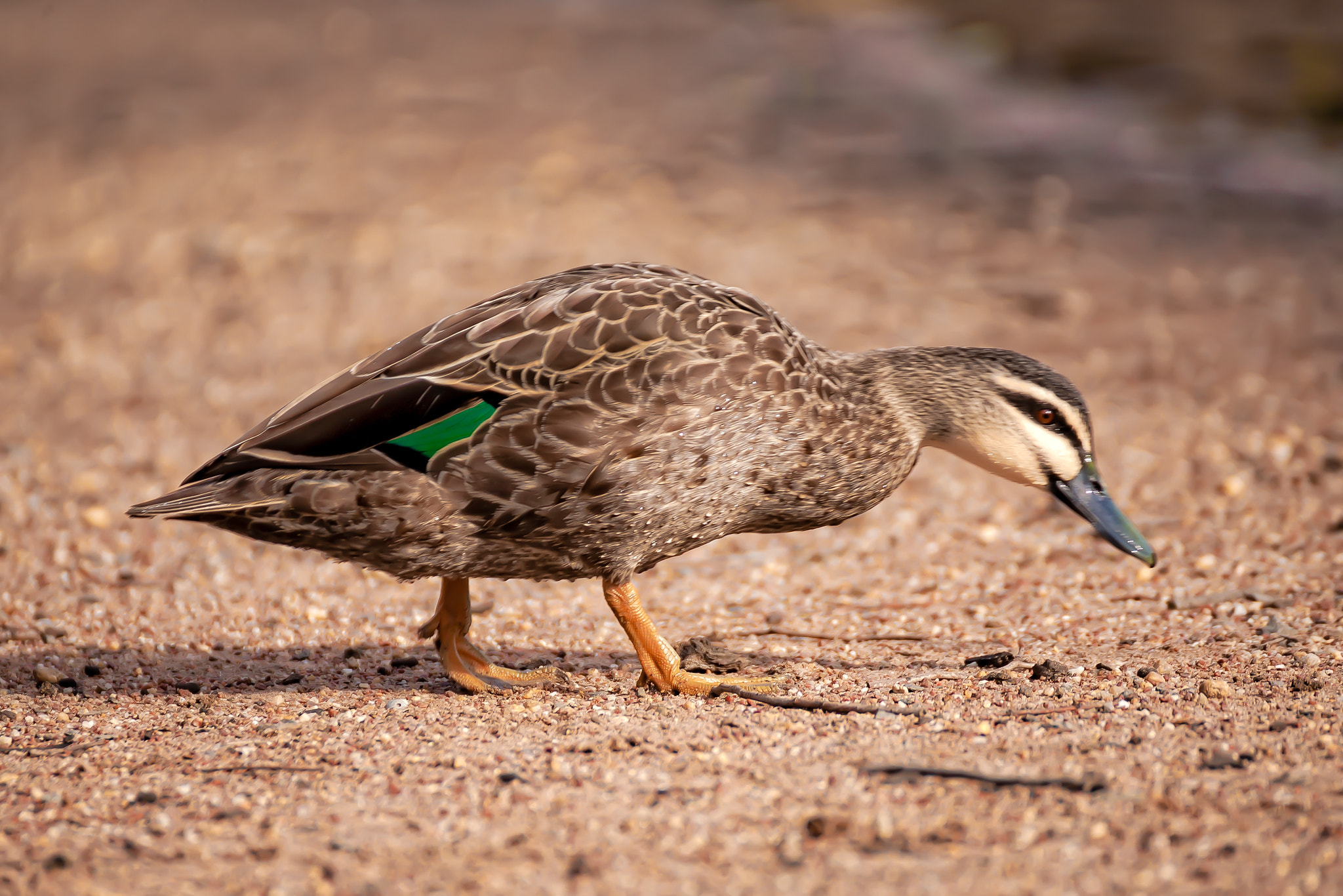 Canon EOS 5D + Tamron SP 70-300mm F4-5.6 Di VC USD sample photo. Prowling quackasaurus photography