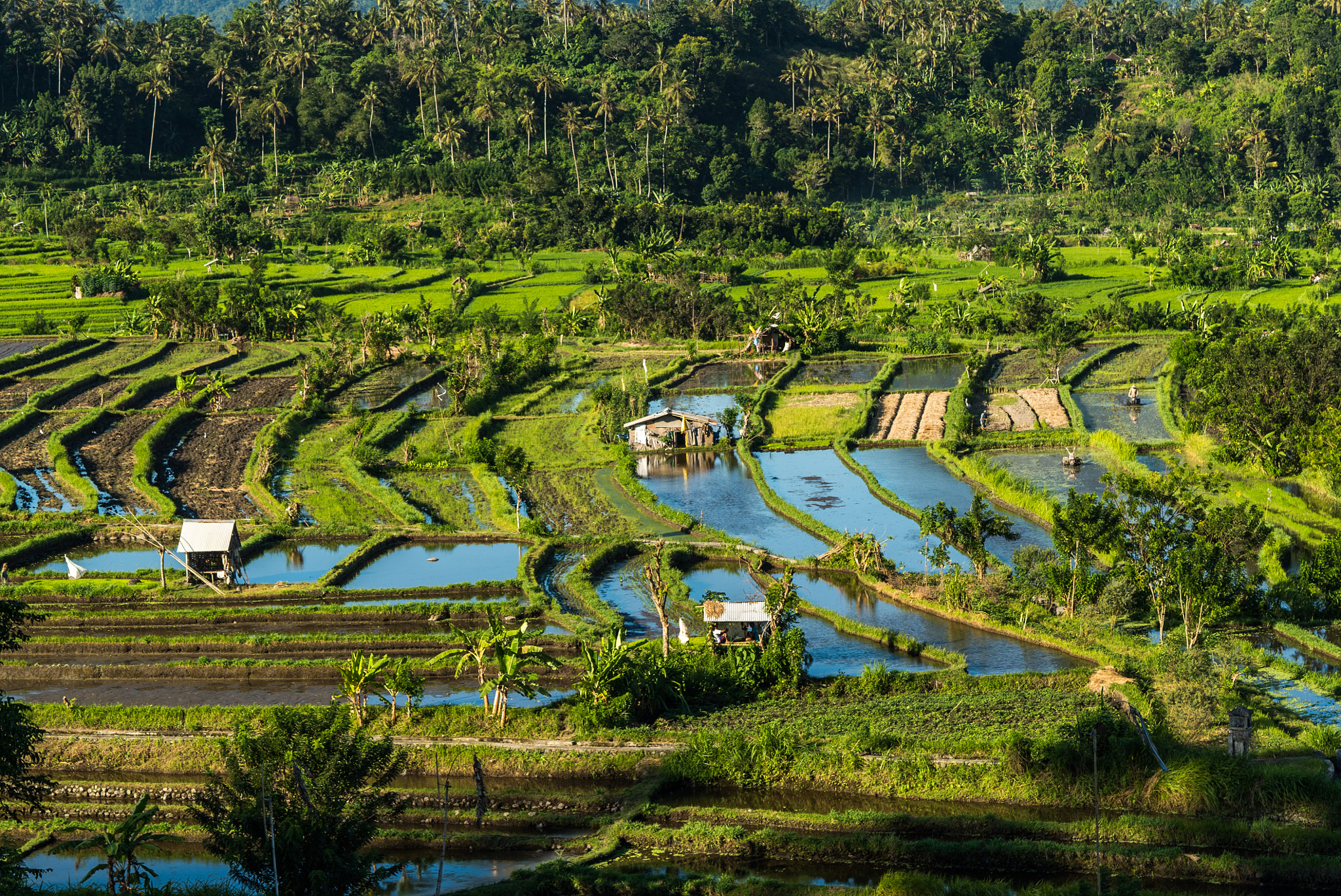 Sony a7S + Sony FE 90mm F2.8 Macro G OSS sample photo. Rice farms in bali photography