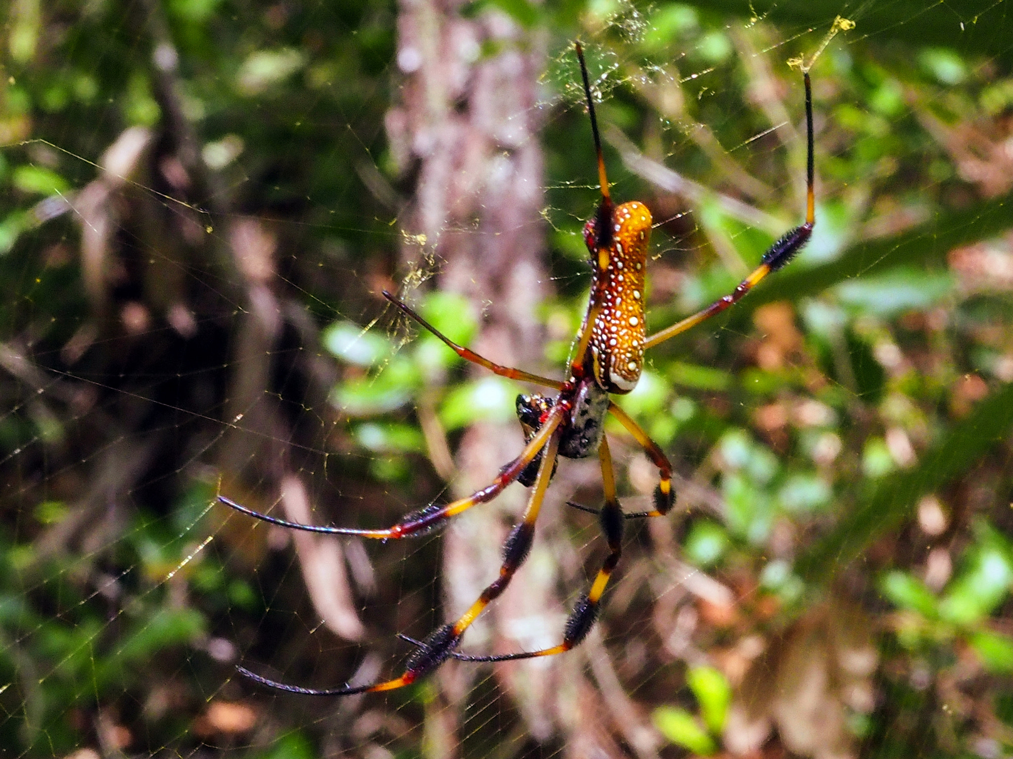 Olympus M.Zuiko Digital 14-42mm F3.5-5.6 II R sample photo. Up close golden silk orb-weaver photography