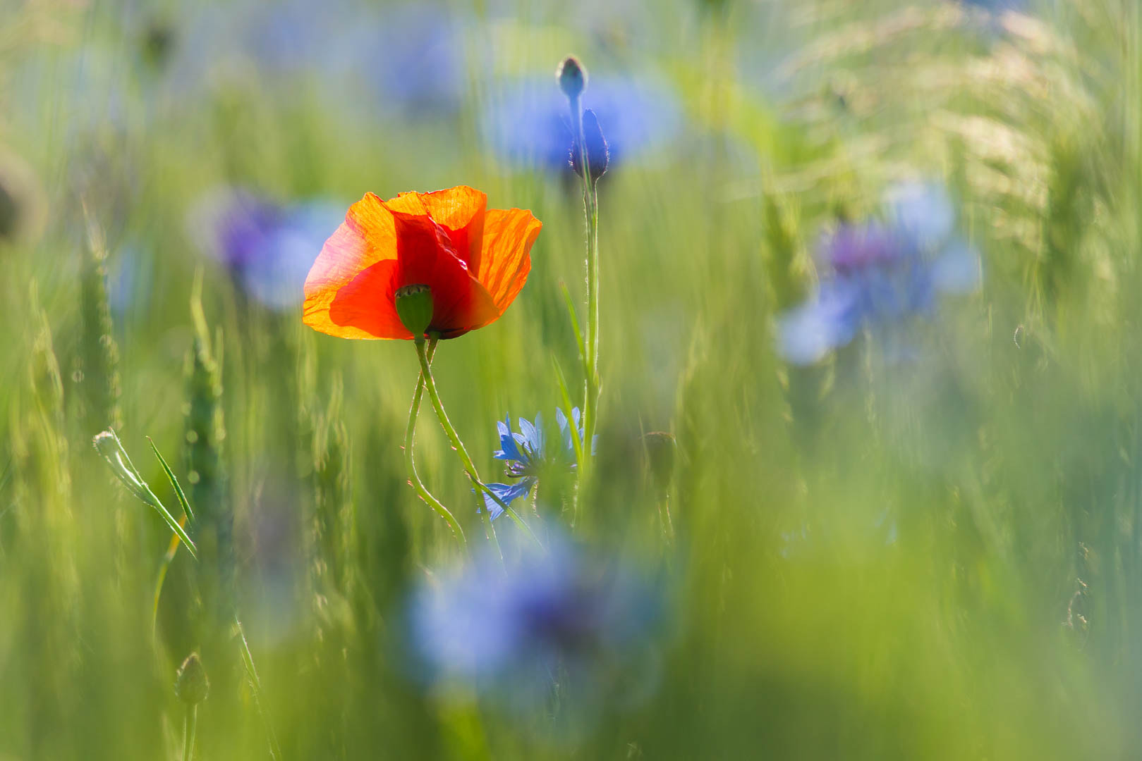 Sony a7R II + Canon EF 300mm F4L IS USM sample photo. Red and soft blue photography