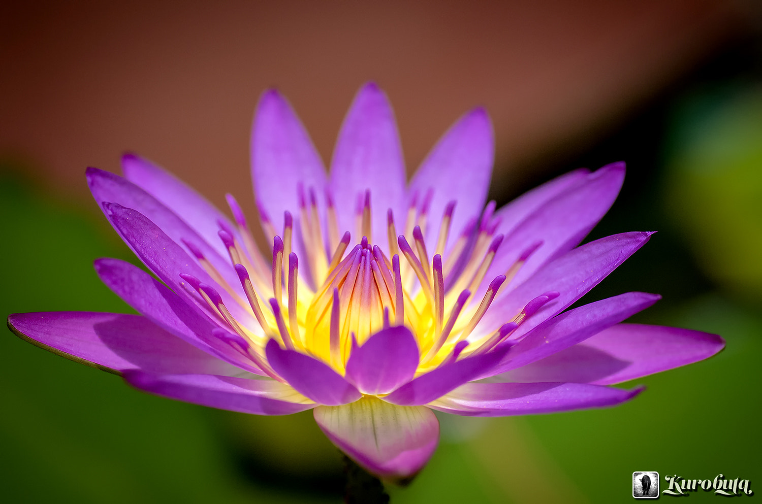 Pentax smc D-FA 100mm F2.8 Macro WR sample photo. Flowering photography