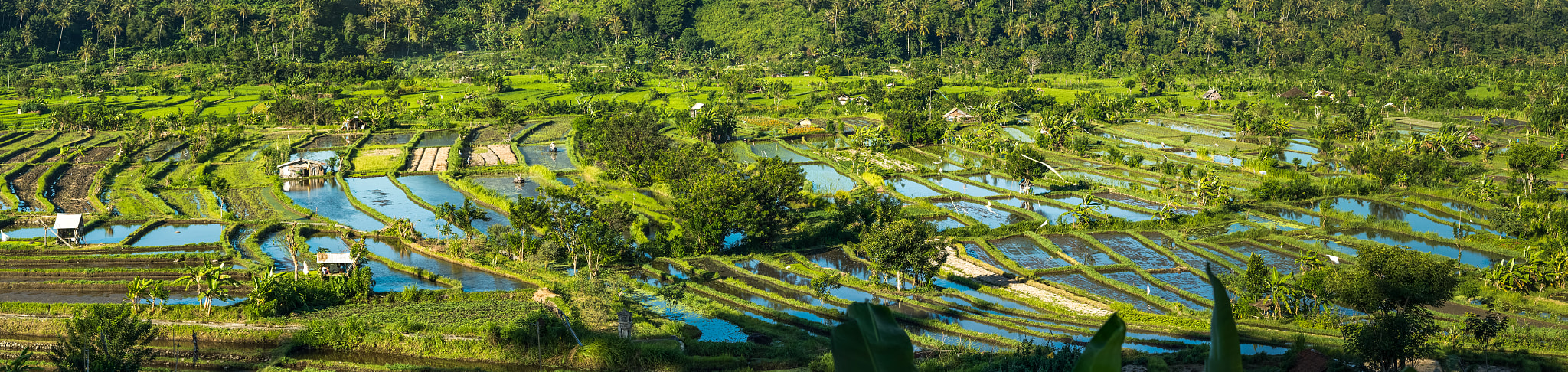 Sony a7S + Sony FE 90mm F2.8 Macro G OSS sample photo. The rice paddies of bali photography