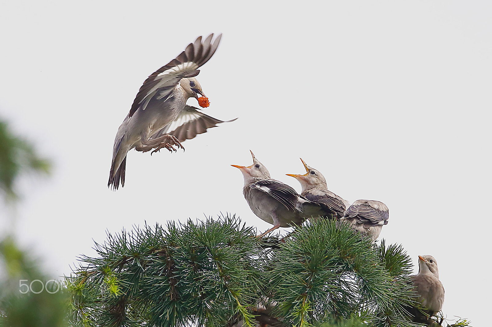 Canon EF 400mm F2.8L IS II USM sample photo. Bs3p9701.jpg photography